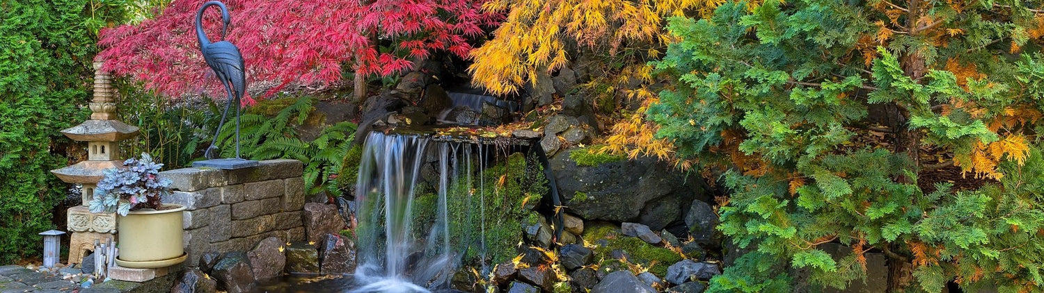 Top 10 Low-Maintenance Outdoor Plants for Busy Gardeners in the UAE