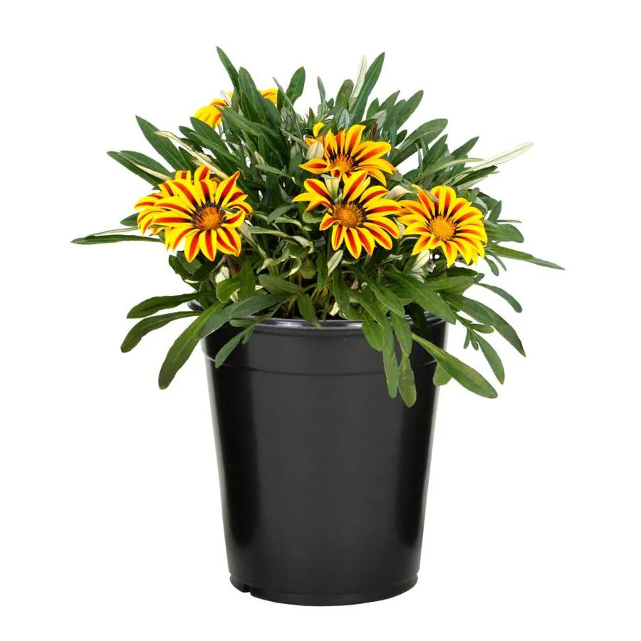 Gazania