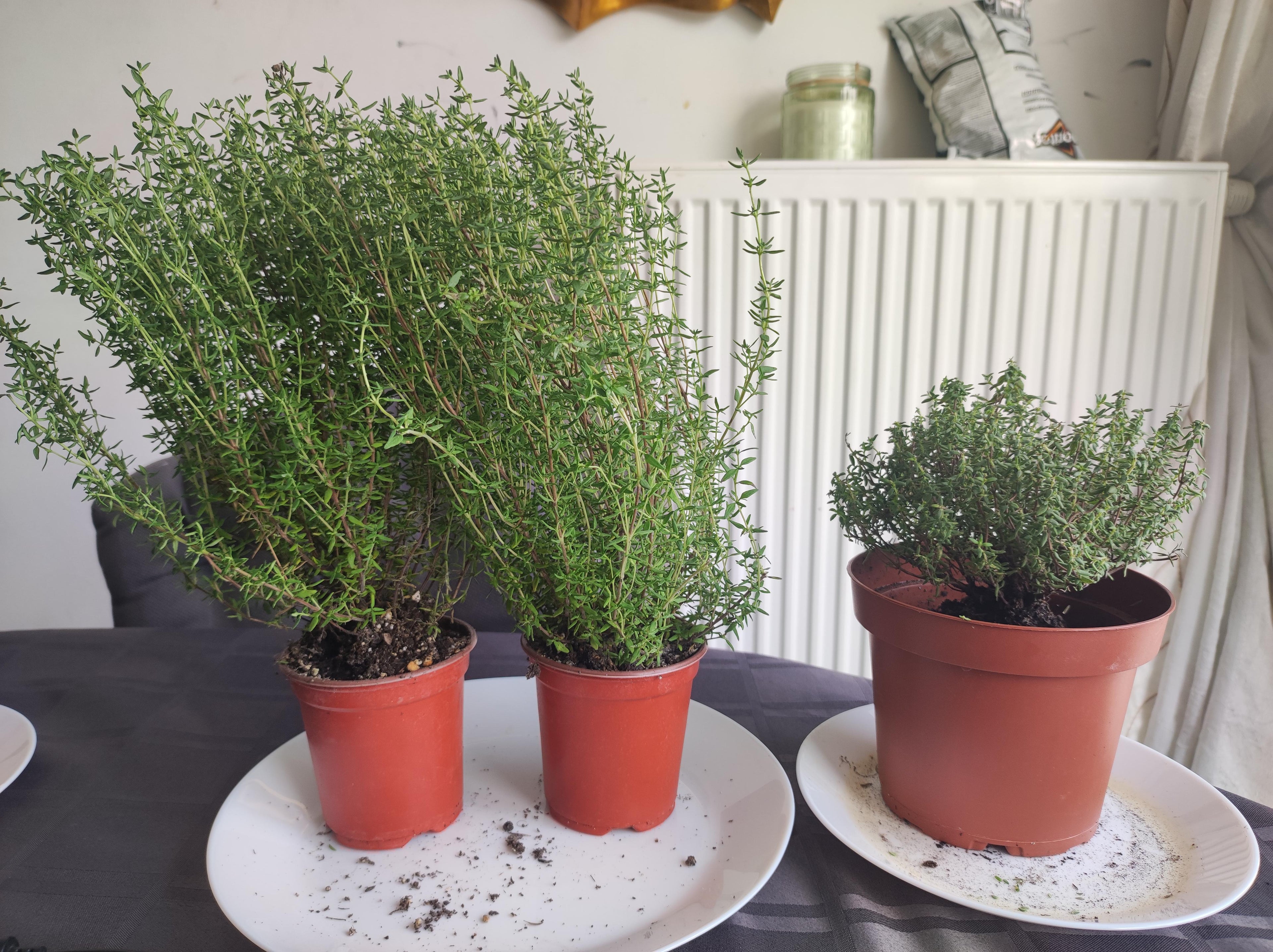 Thyme / Thymus