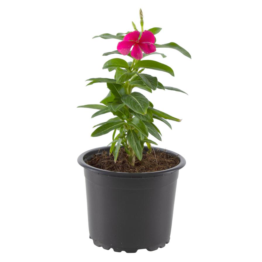 Vinca / Madagascar Periwinkle / Catharanthus roseus