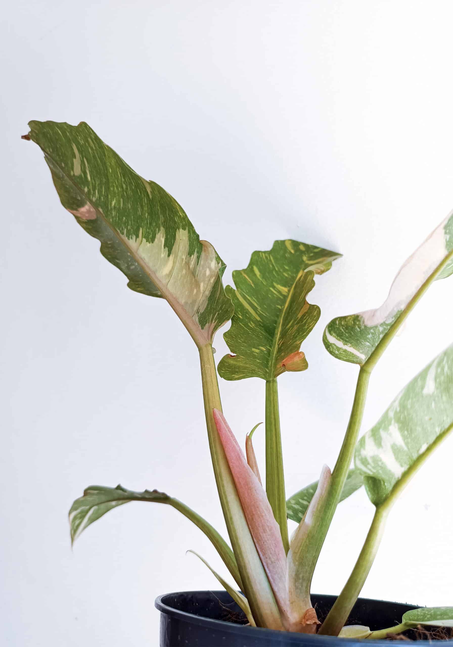 Philodendron / Ring of Fire / Narrow Ring of Fire