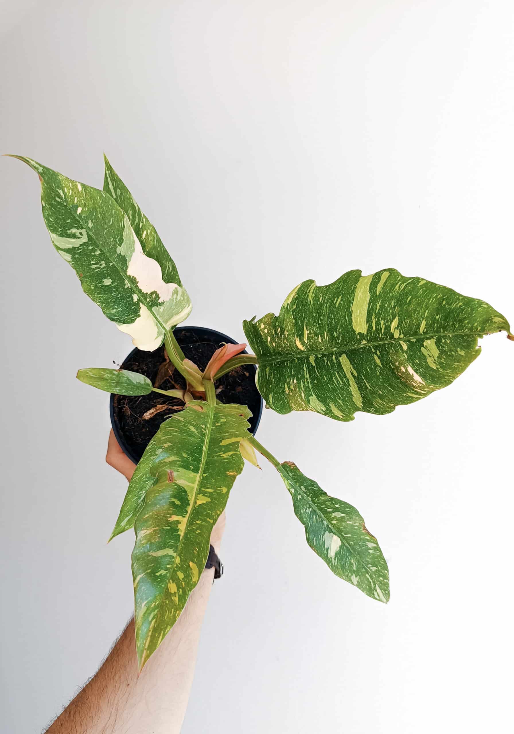 Philodendron / Ring of Fire / Narrow Ring of Fire