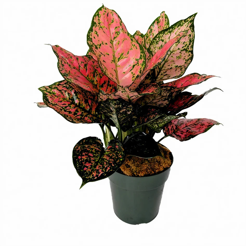 Aglaonema / Ruby
