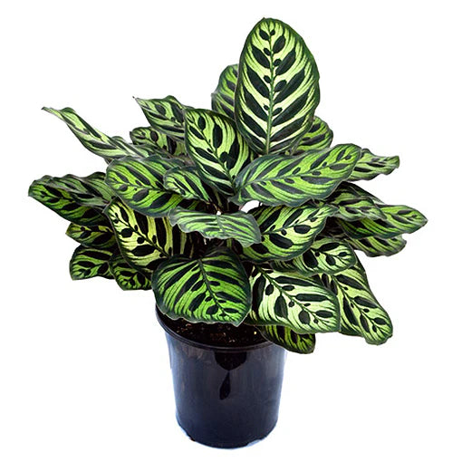 Calathea Makoyana / Cathedral Windows
