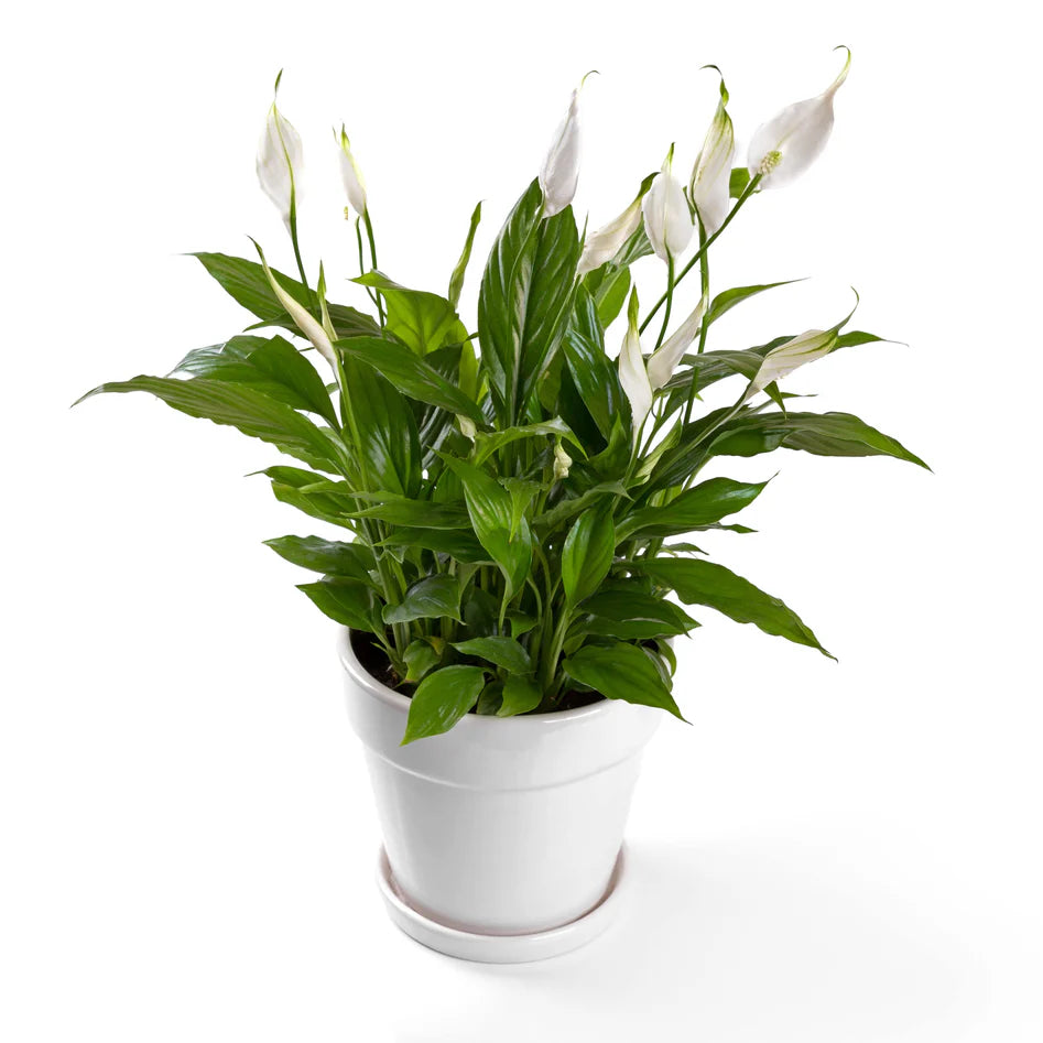Peace Lily / Spathiphyllum