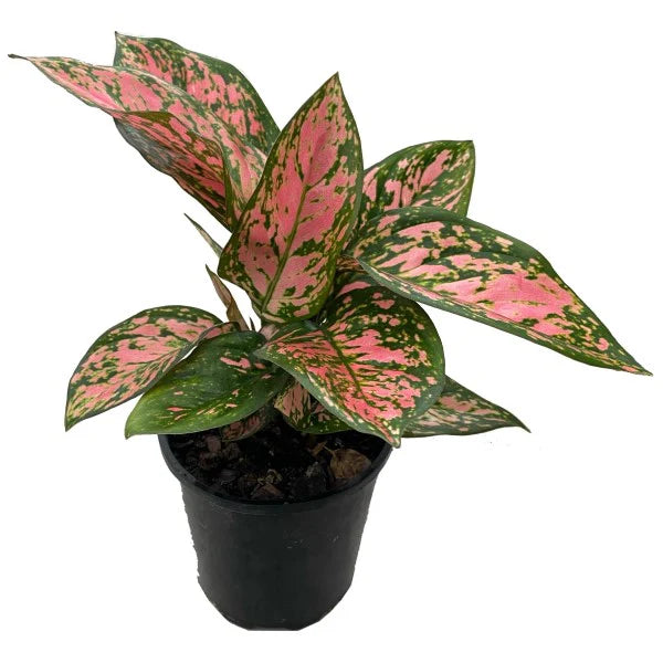Aglaonema / Red Valentine