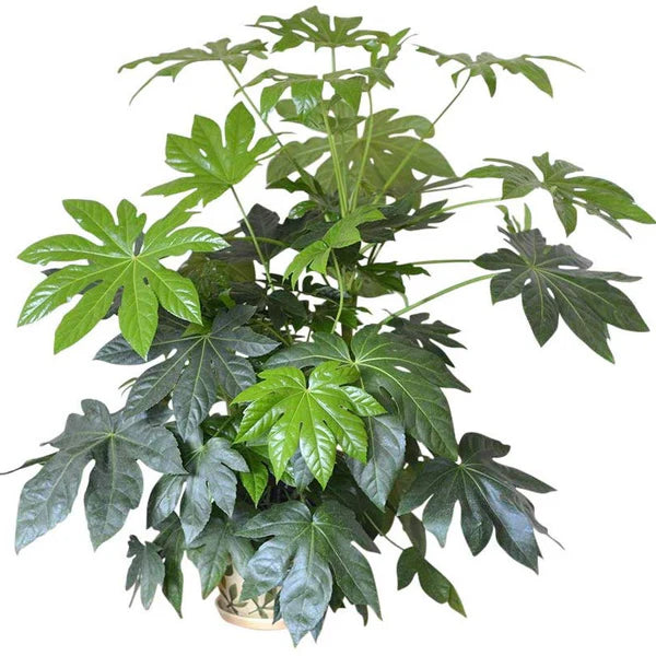 Fatsia Japonica  / Japanese Aralia