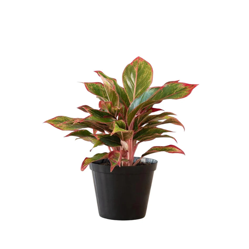 Aglaonema / King of Siam