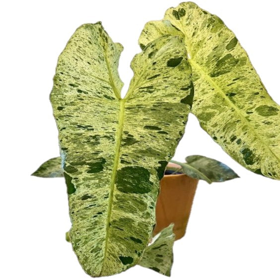 Philodendron Paraeso Verde / Paraeso Verde