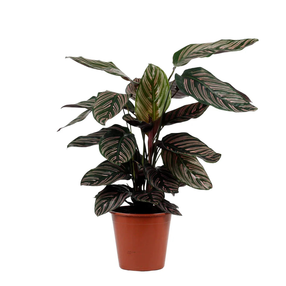 Calathea / Calathea Sanderiana / Peacock Plant