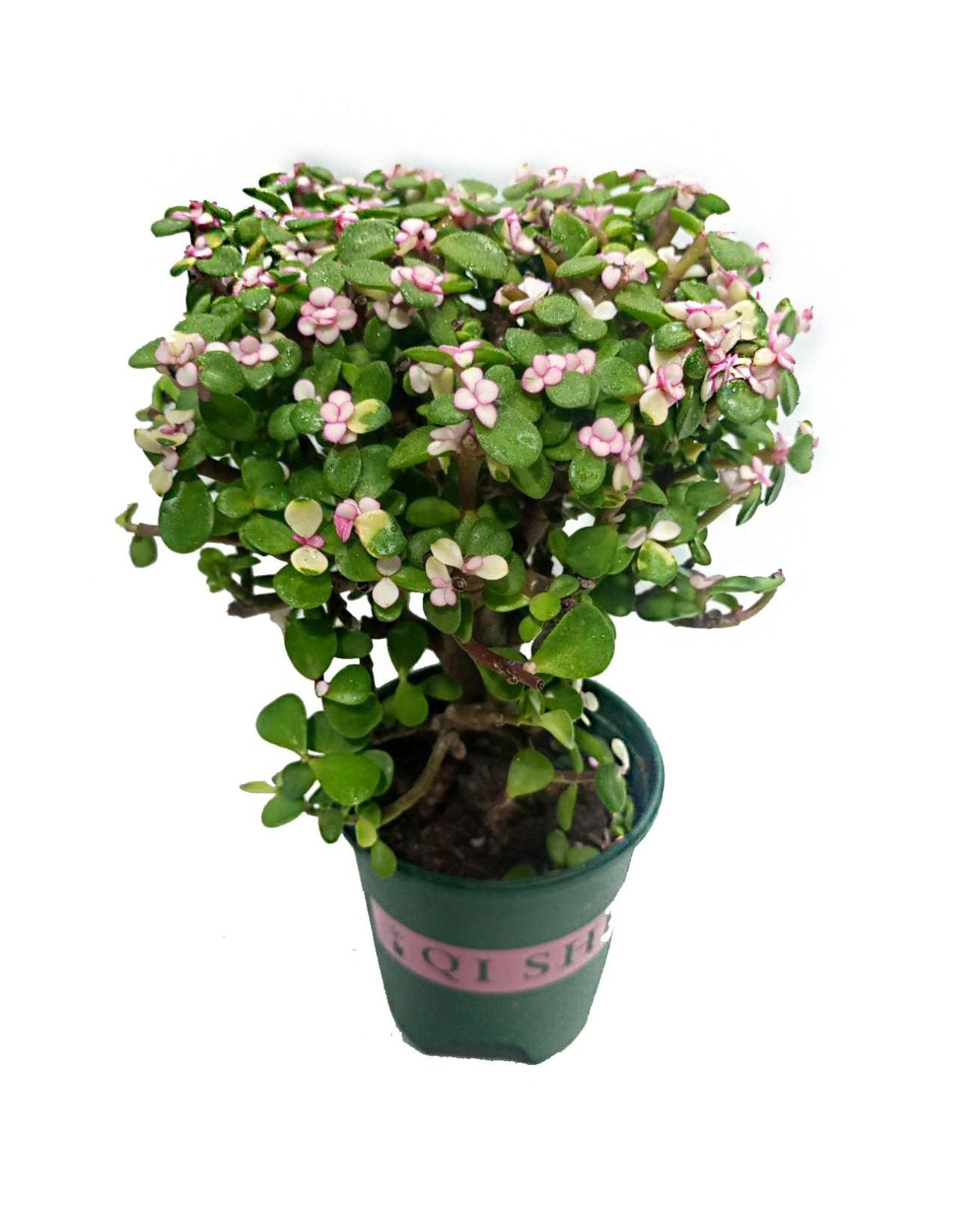 Portulaca Afra bonsai