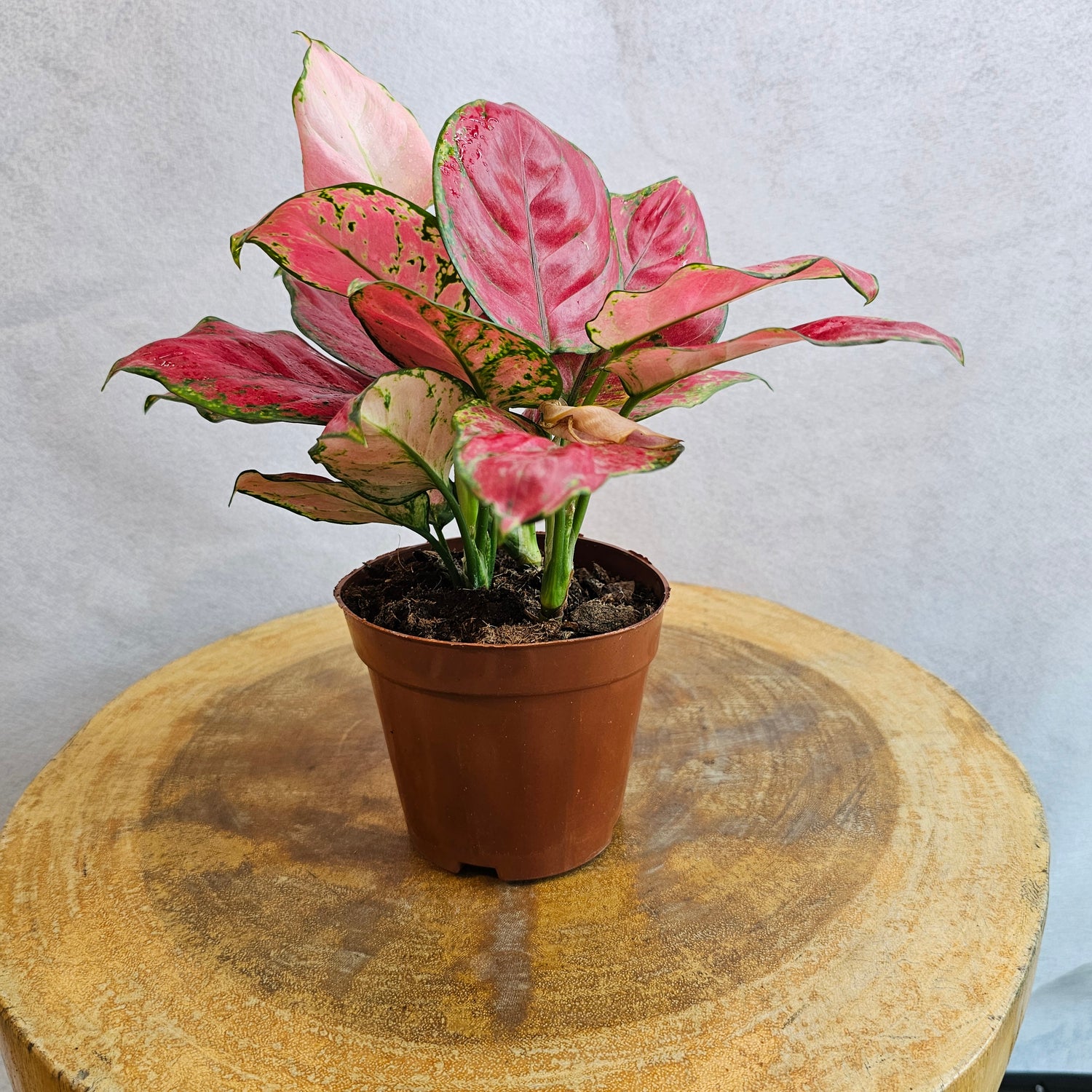 Aglaonema Prosperity