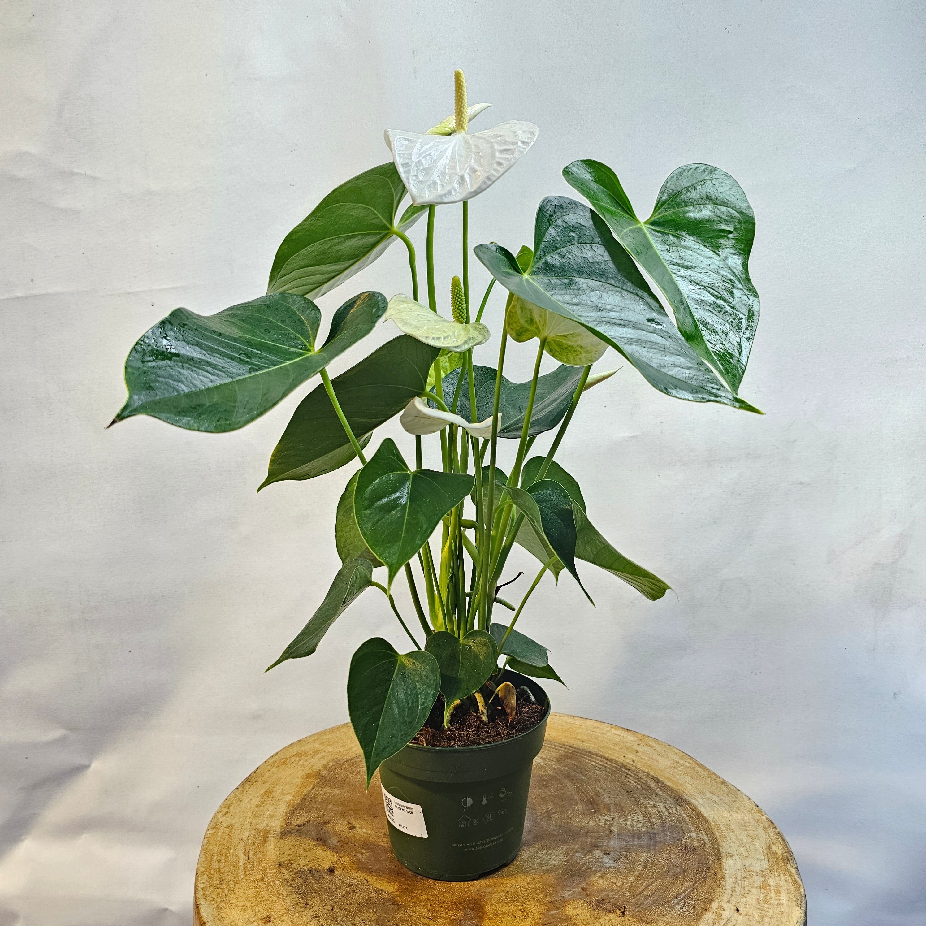 Anthurium(Flamingo Plant)