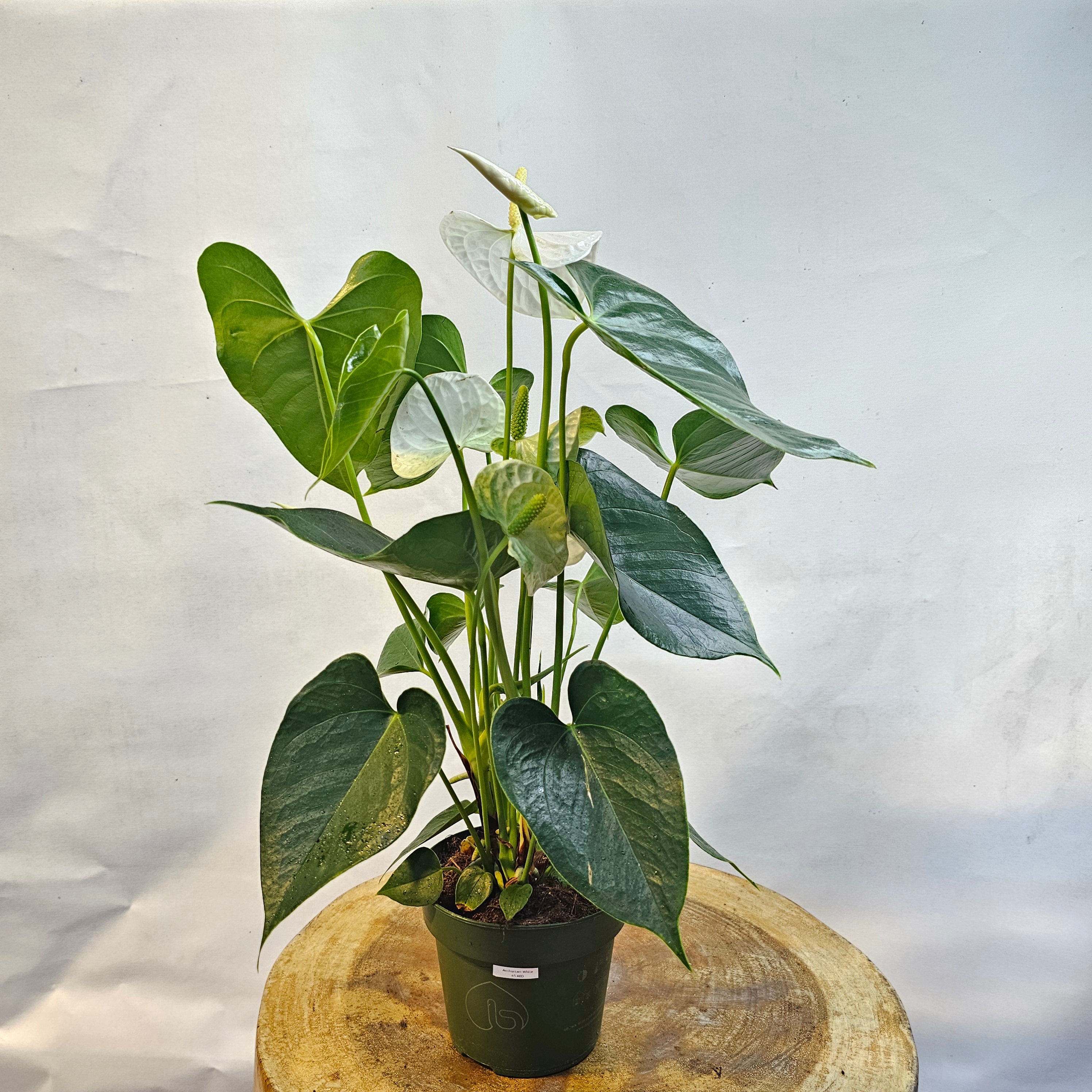 Anthurium(Flamingo Plant)