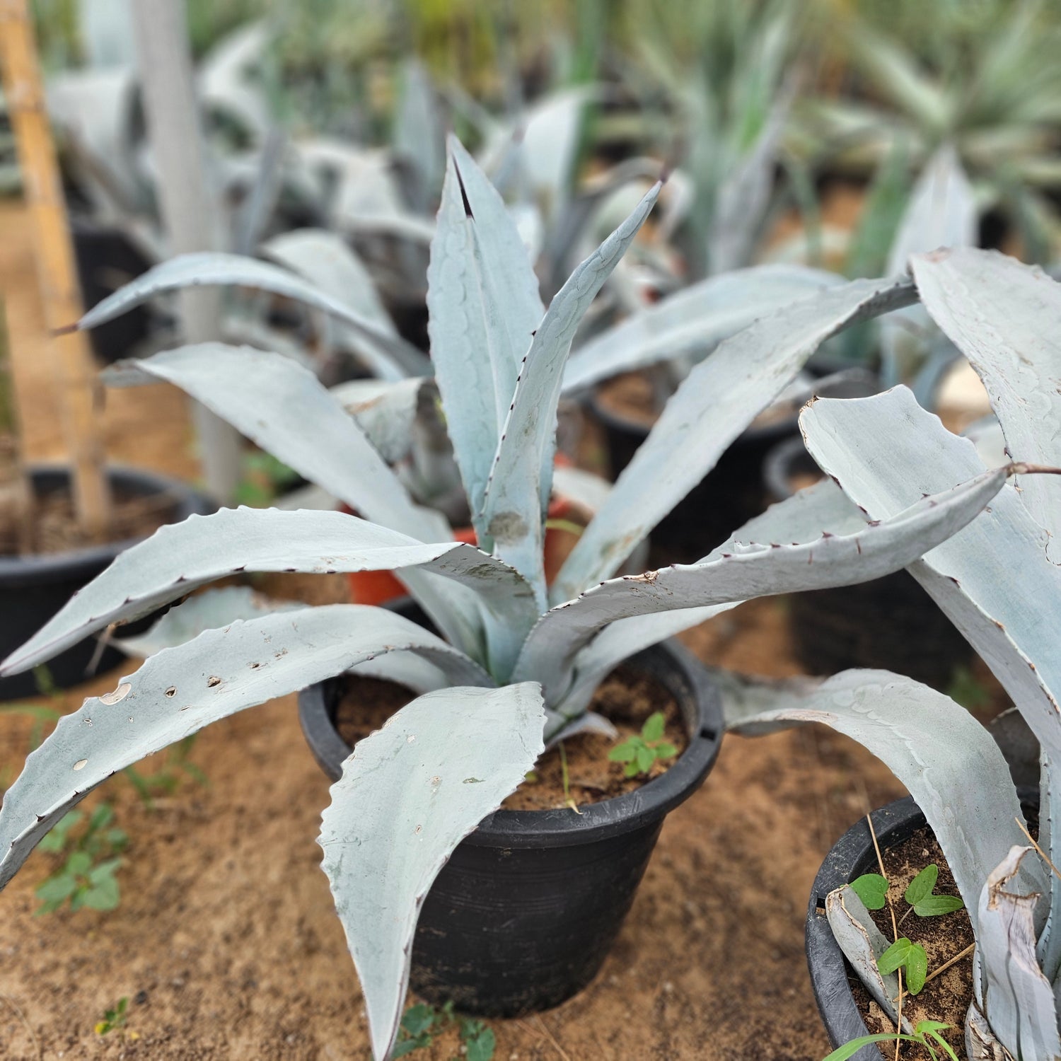Agave Franzosinii