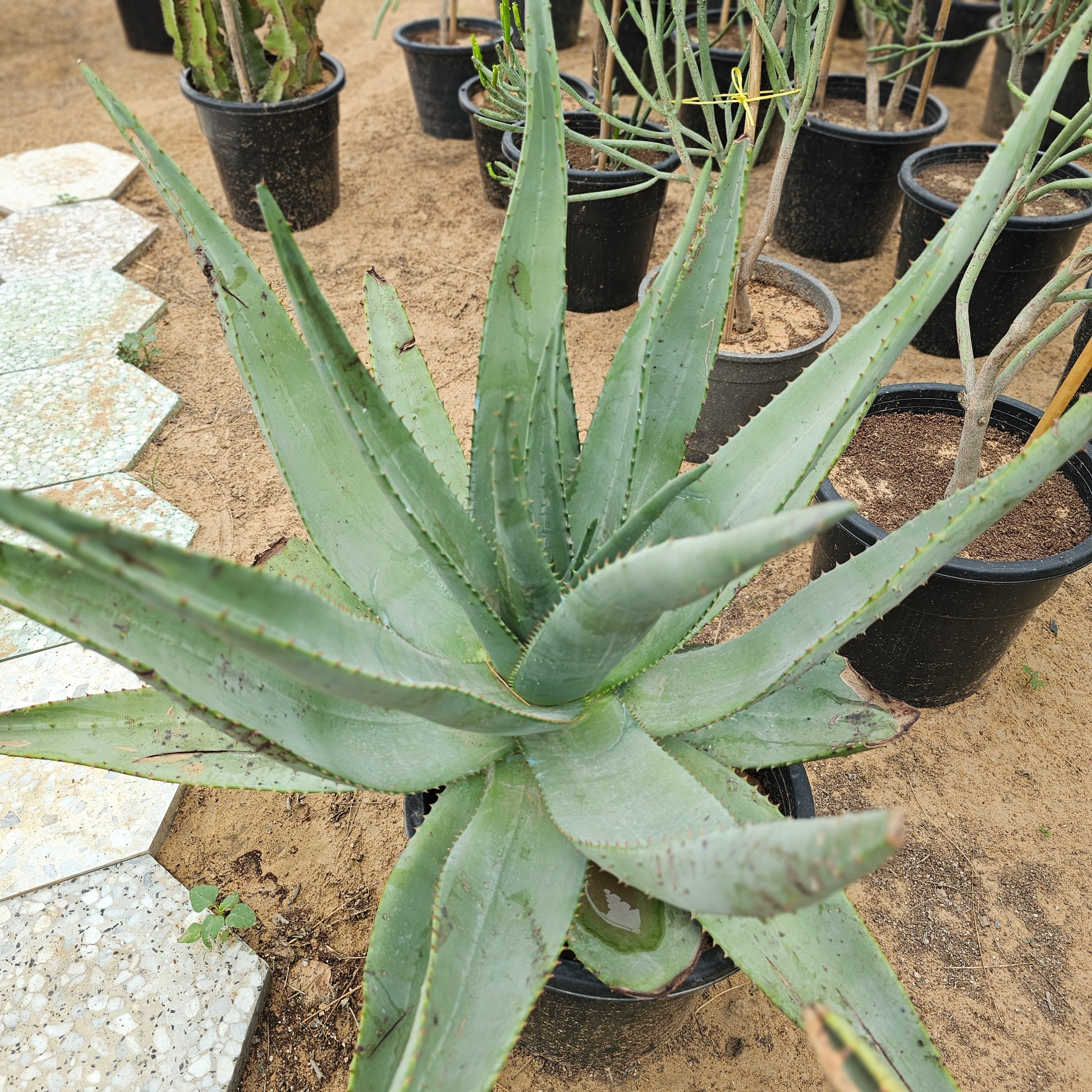 Aloe Ferox / Cape Aloe