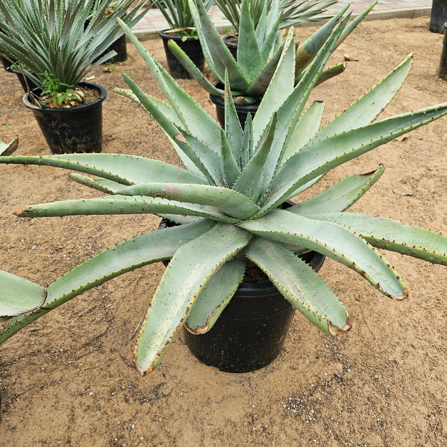 Aloe Ferox / Cape Aloe