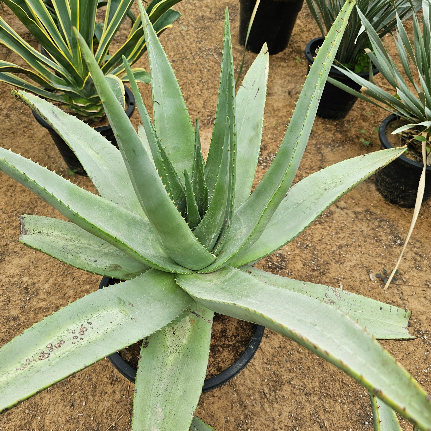 Aloe Ferox / Cape Aloe