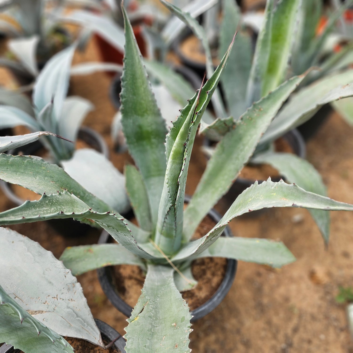 Agave Proto Americana / Agave Americana / Century Plant