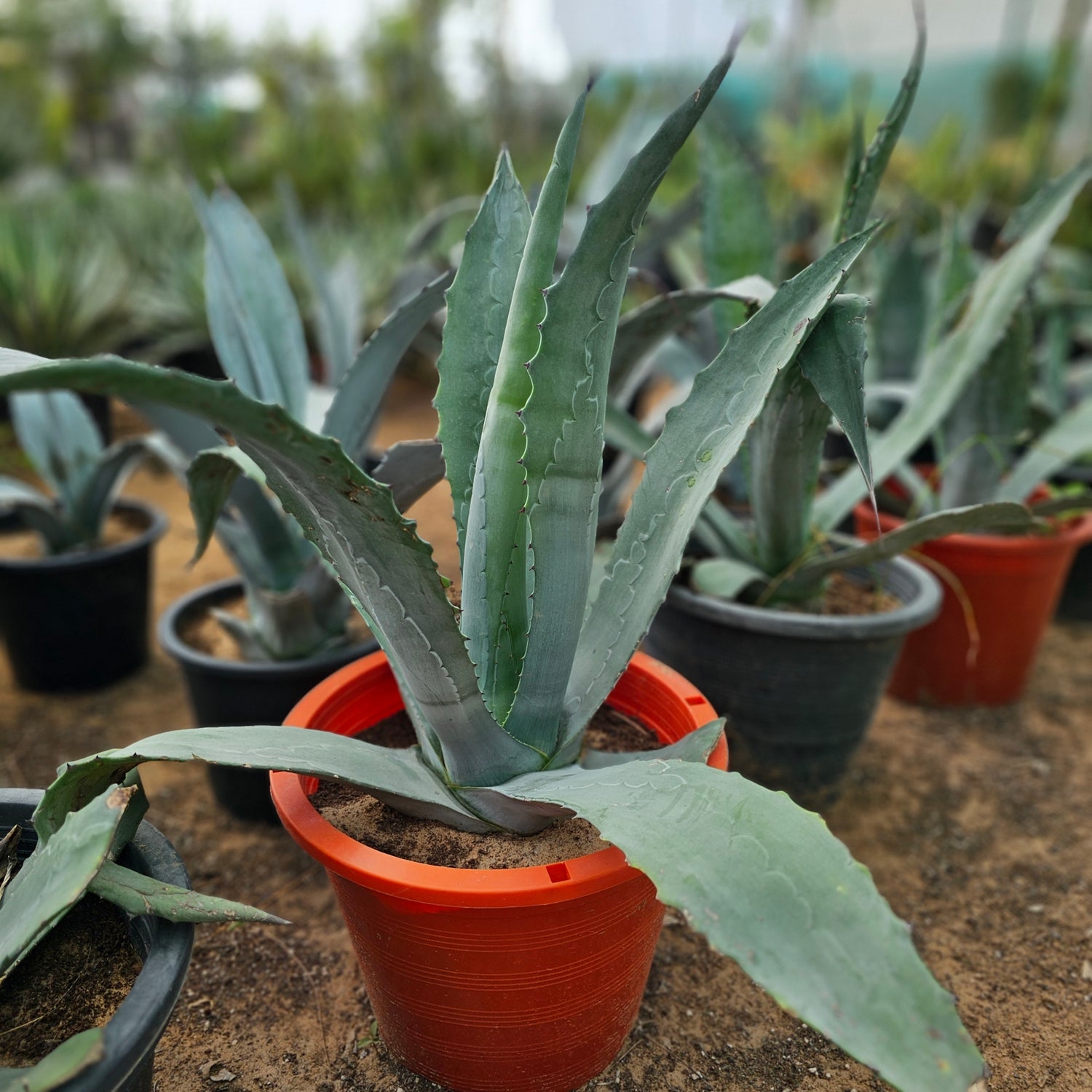 Agave Proto Americana / Agave Americana / Century Plant