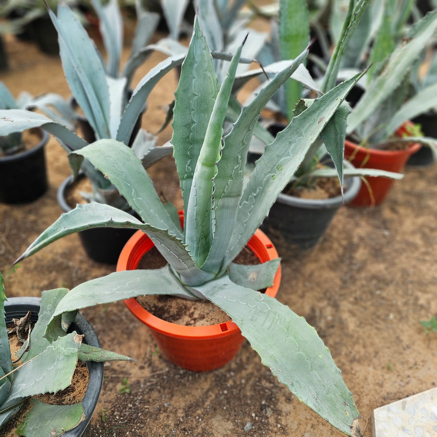 Agave Proto Americana / Agave Americana / Century Plant