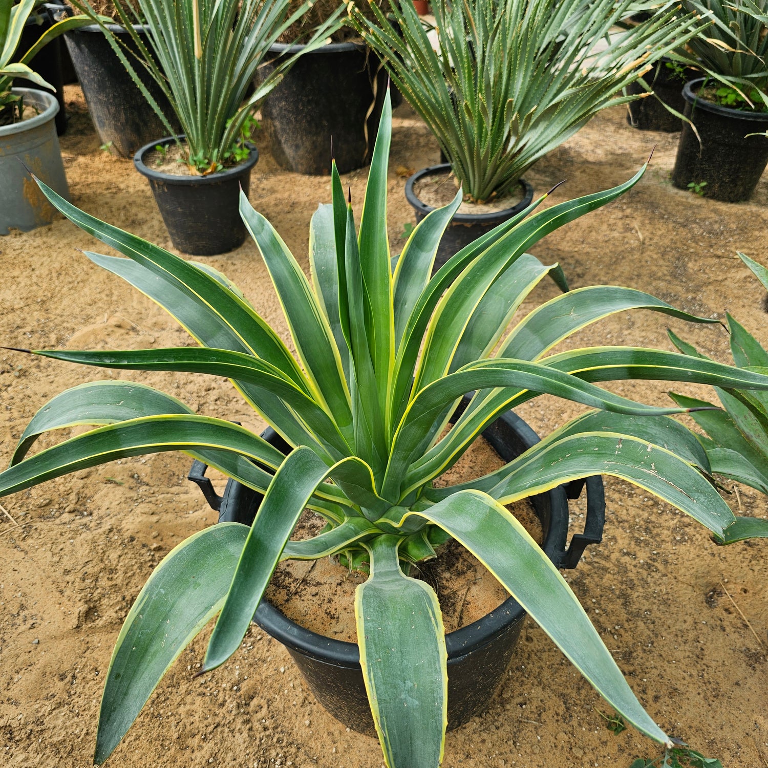 Agave Americana / Agave Yellow Leaves