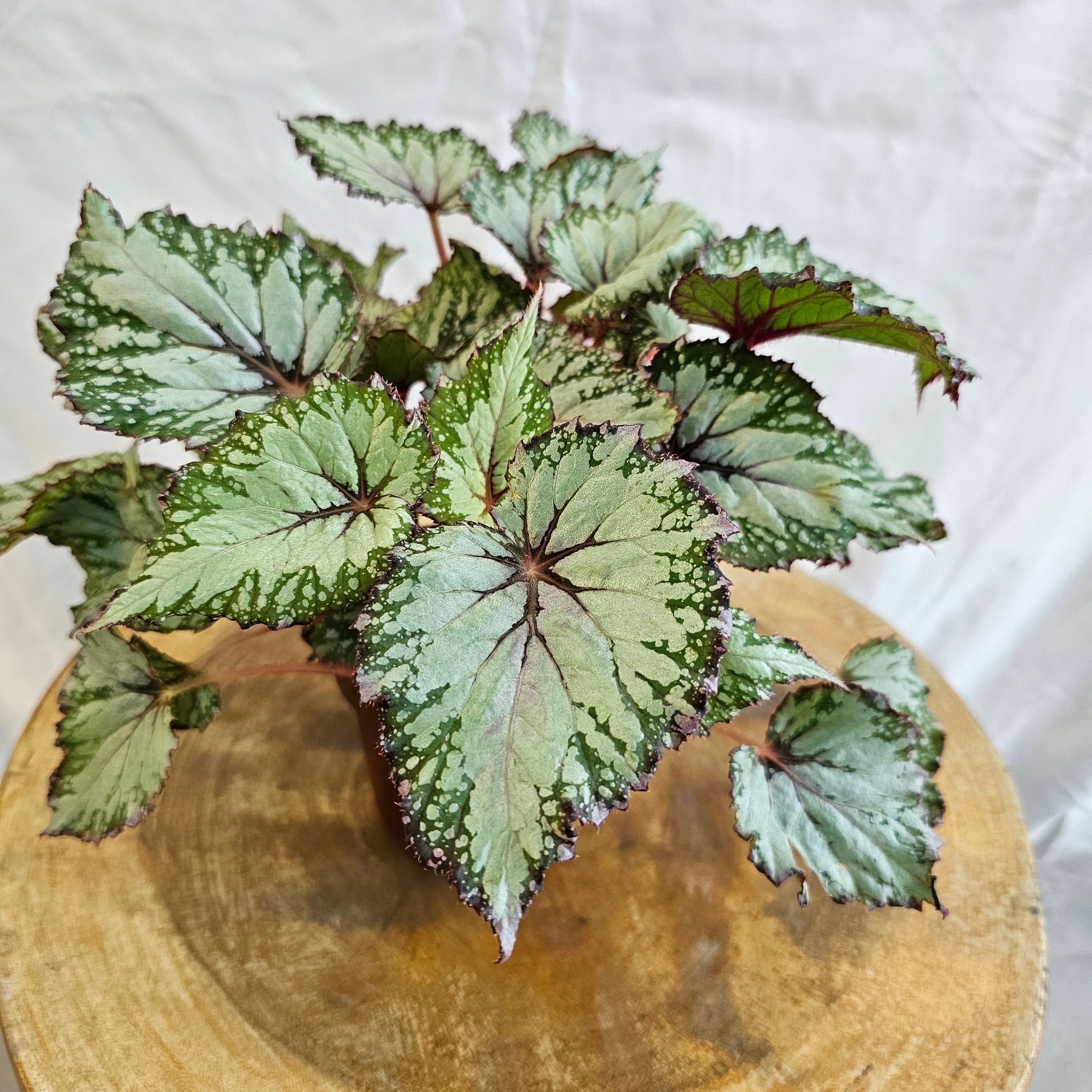 Begonia leaf Rex / Magic Colours Salsa