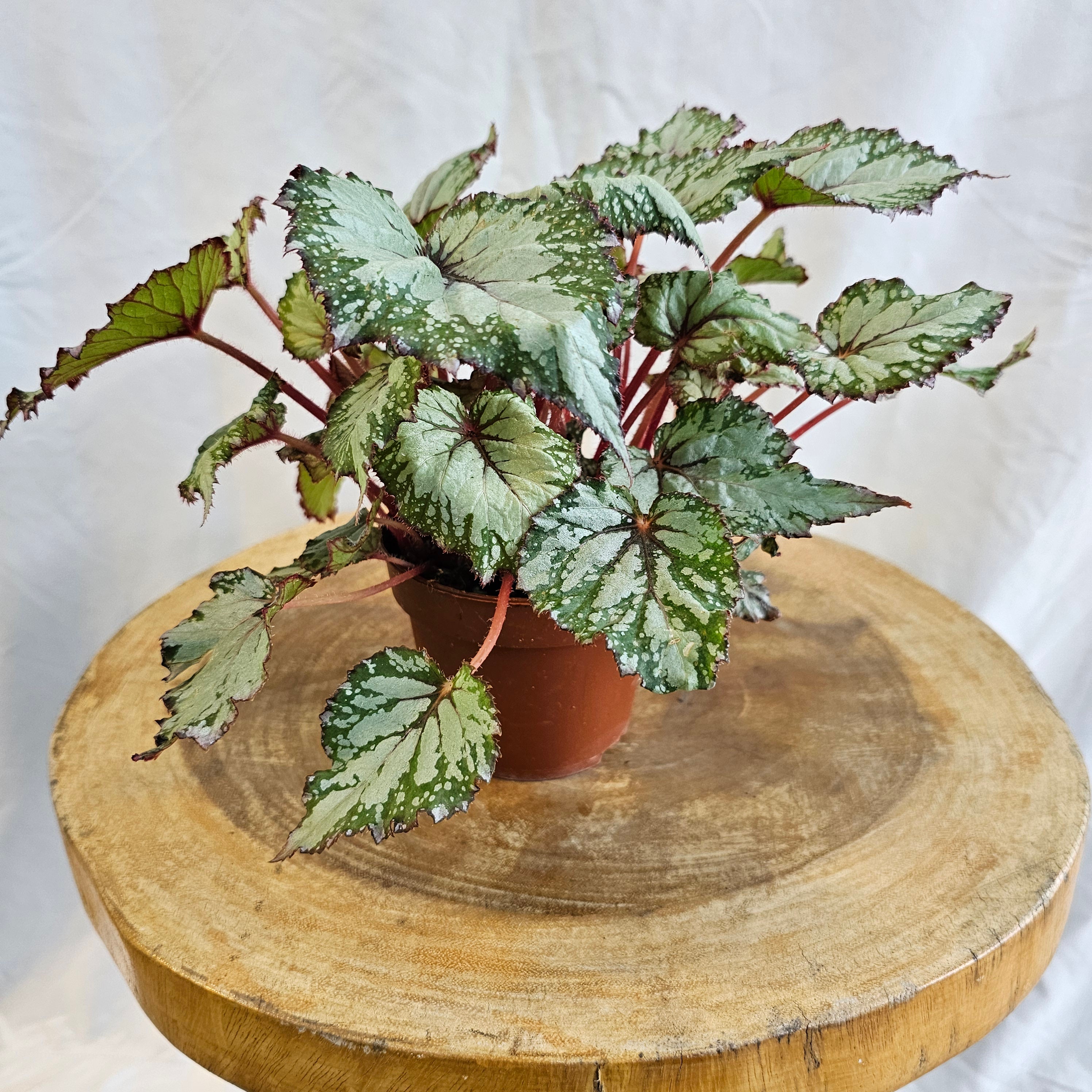 Begonia leaf Rex / Magic Colours Salsa