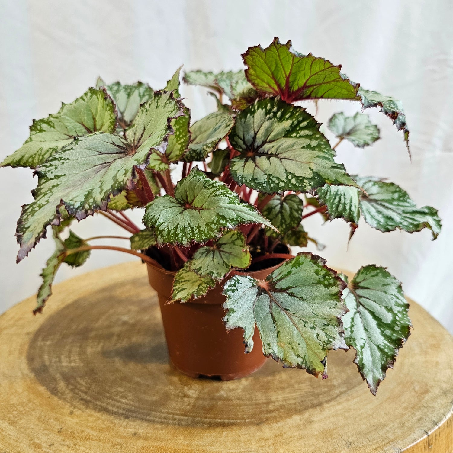Begonia leaf Rex / Magic Colours Salsa