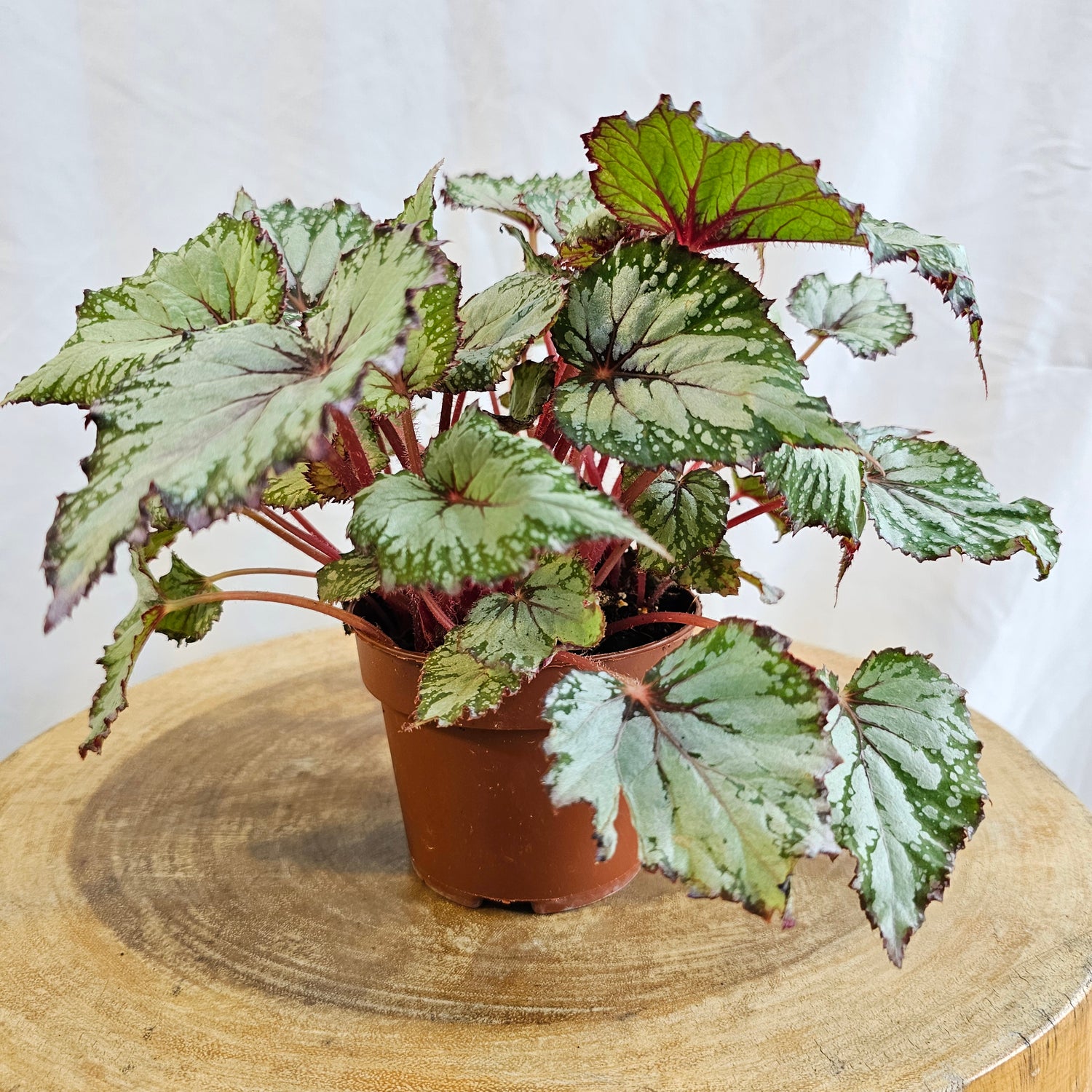 Begonia leaf Rex / Magic Colours Salsa