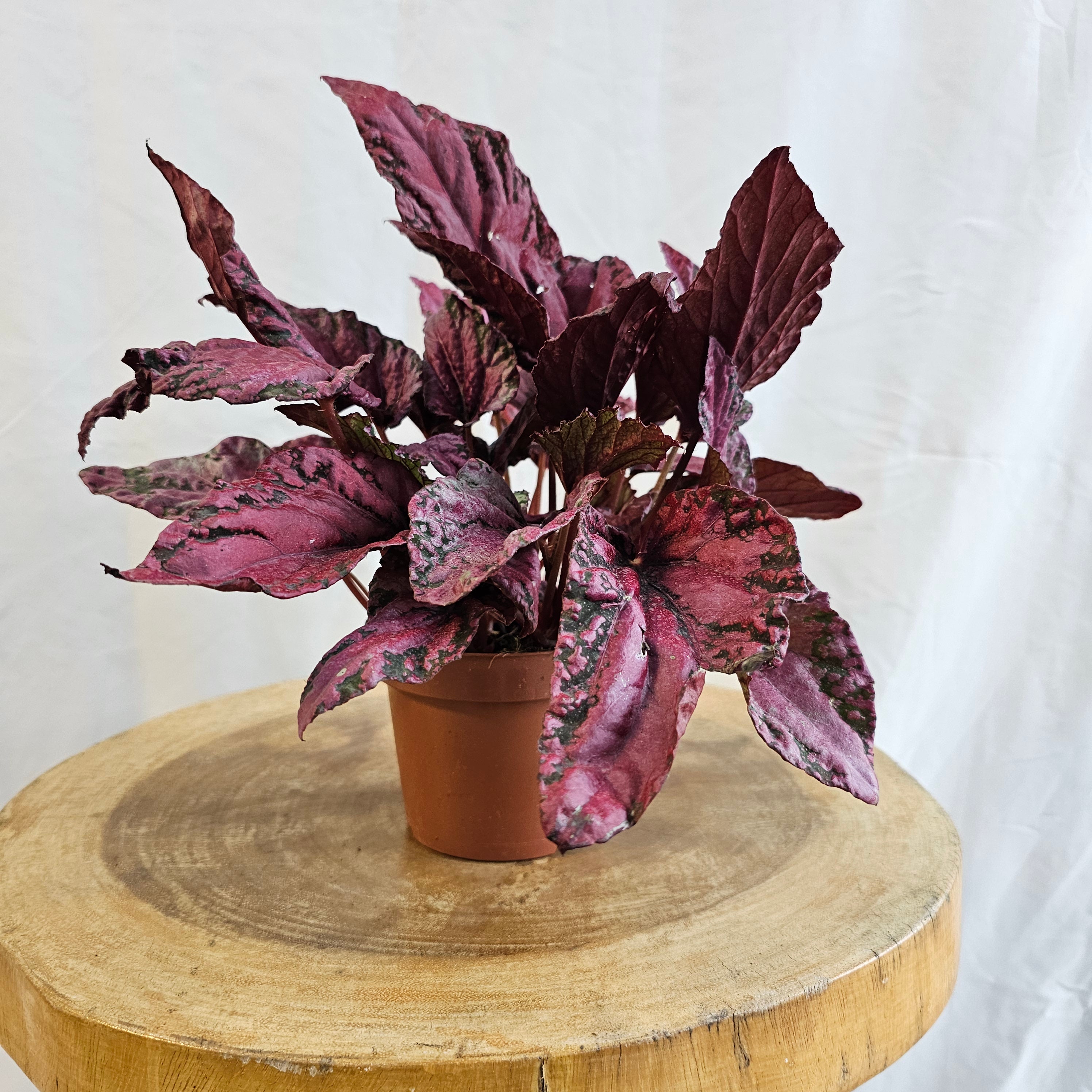Begonia Leaf Rex / Magic Colours / Red Bull