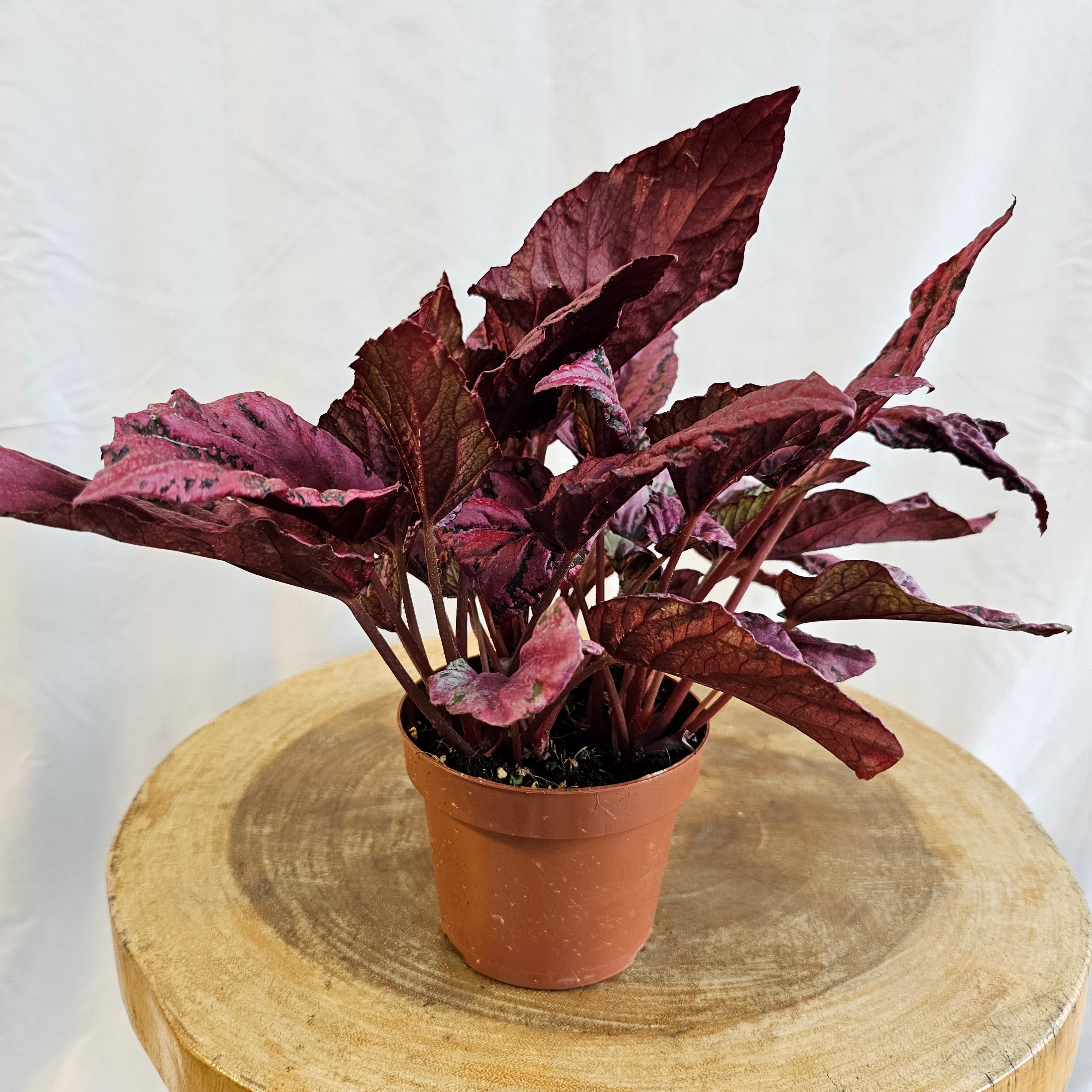 Begonia Leaf Rex / Magic Colours / Red Bull