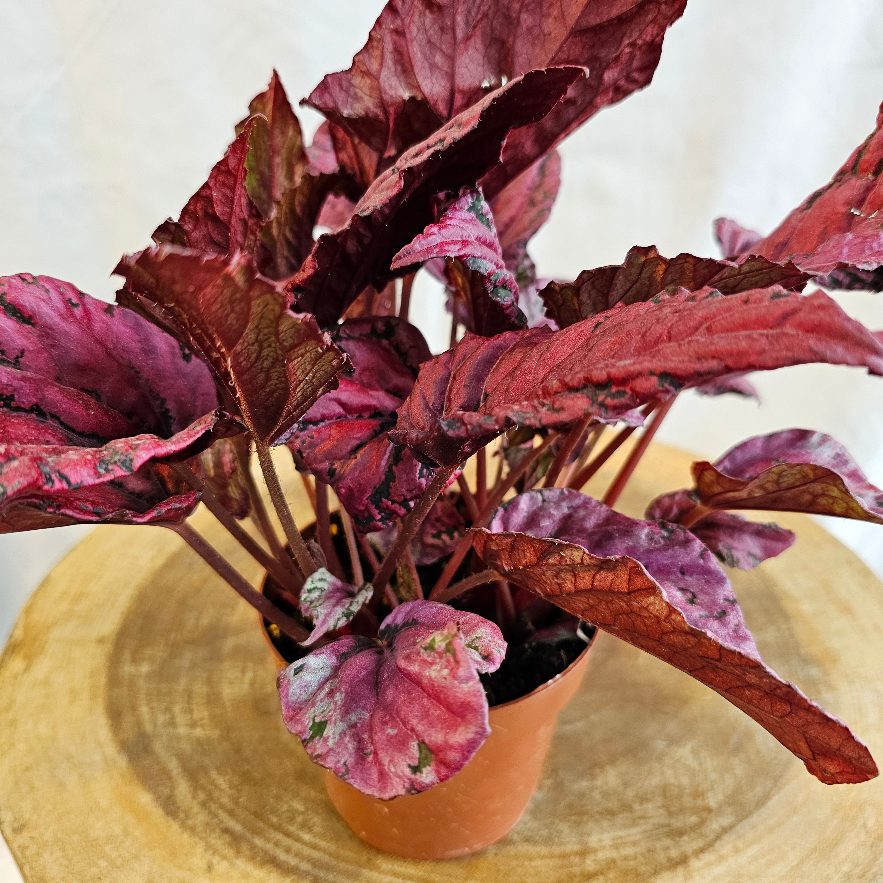 Begonia Leaf Rex / Magic Colours / Red Bull
