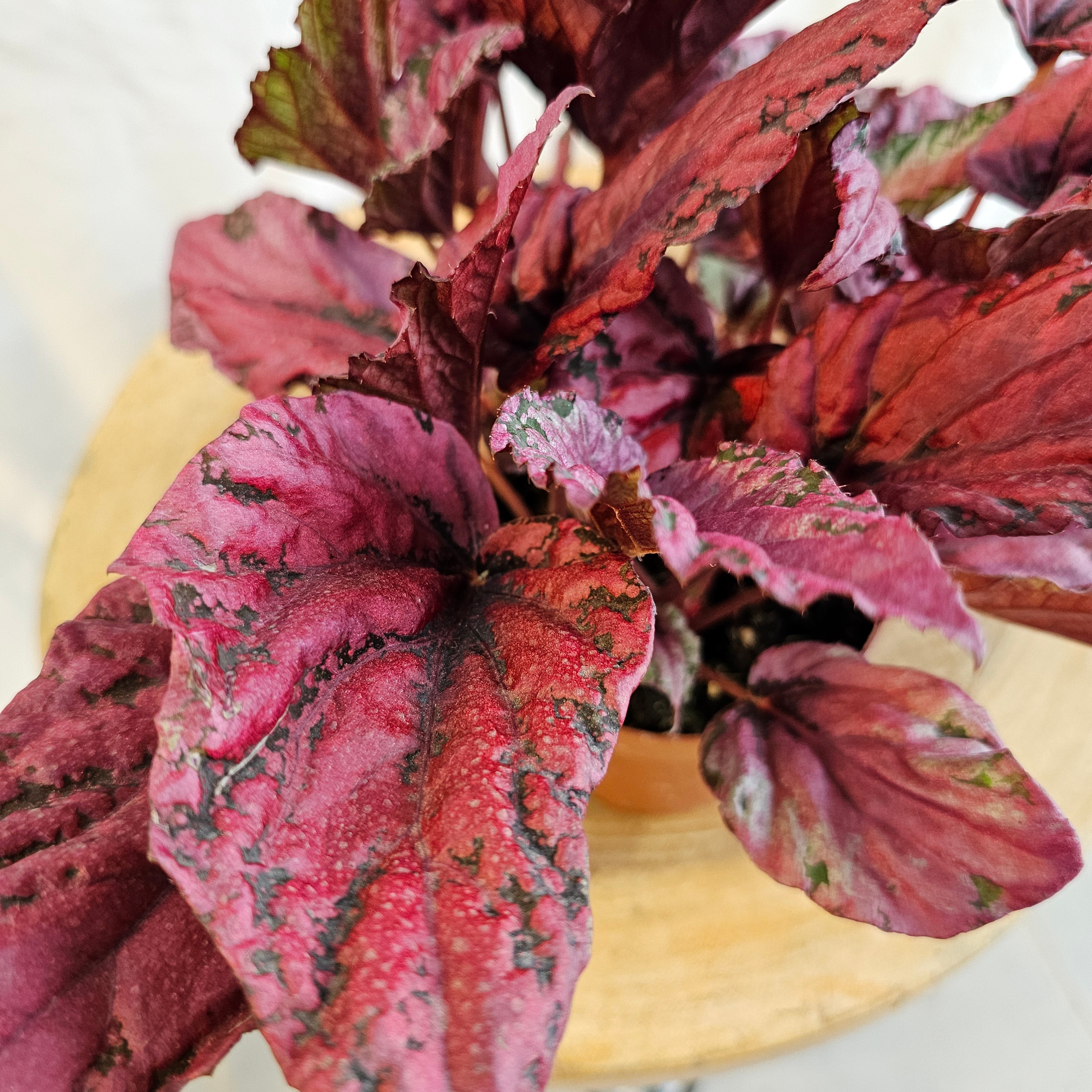 Begonia Leaf Rex / Magic Colours / Red Bull