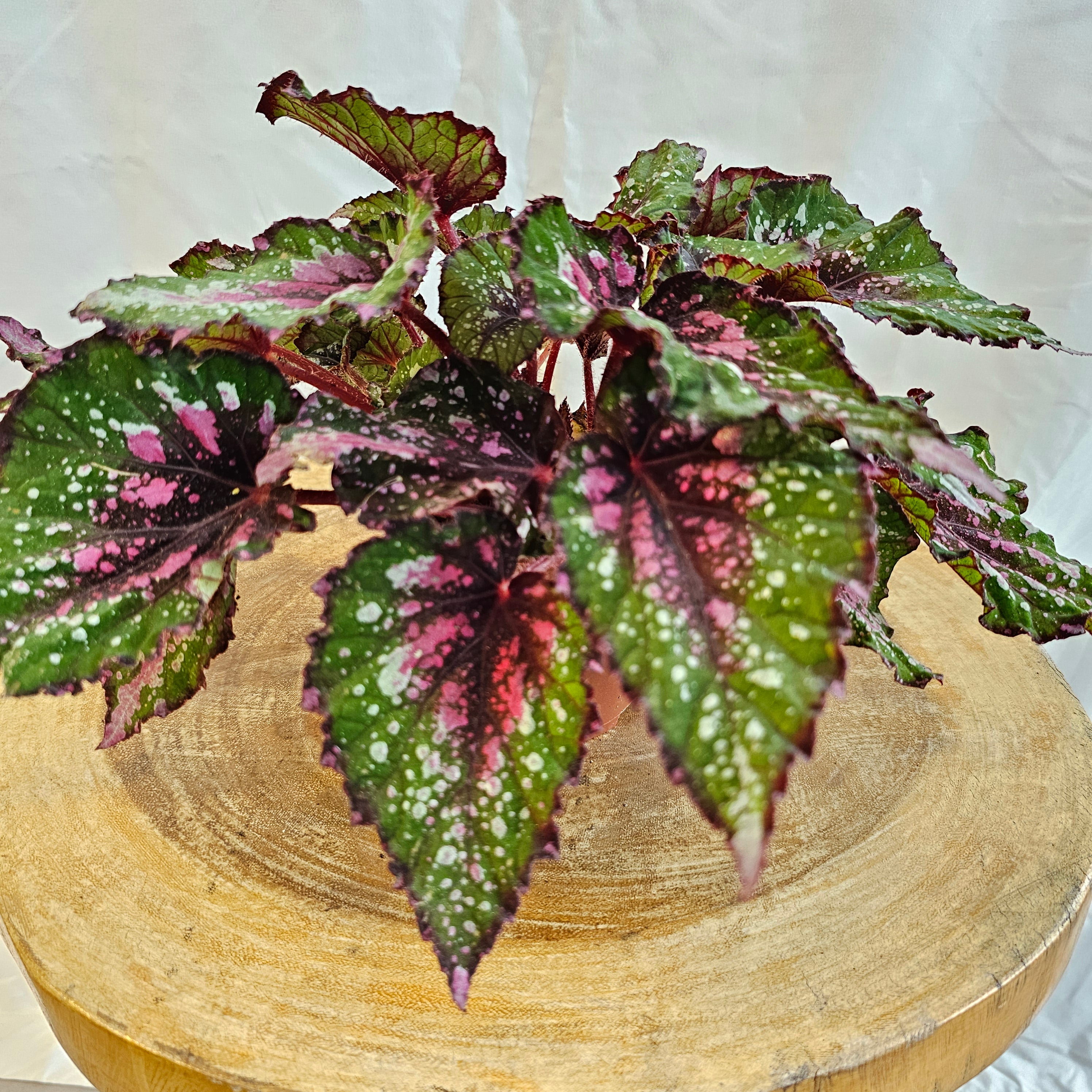Begonia Leaf / Magic Colours / Macarena