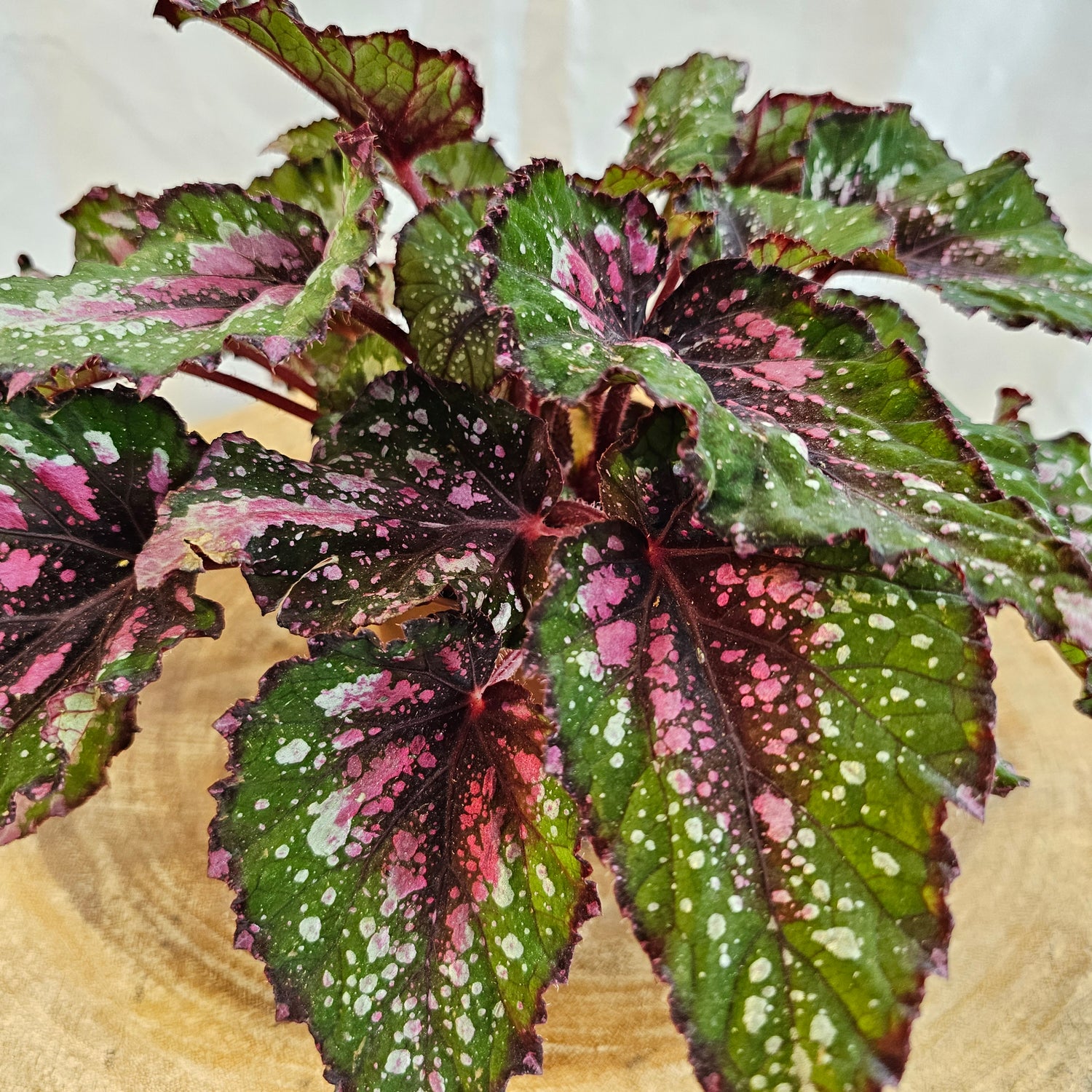 Begonia Leaf / Magic Colours / Macarena