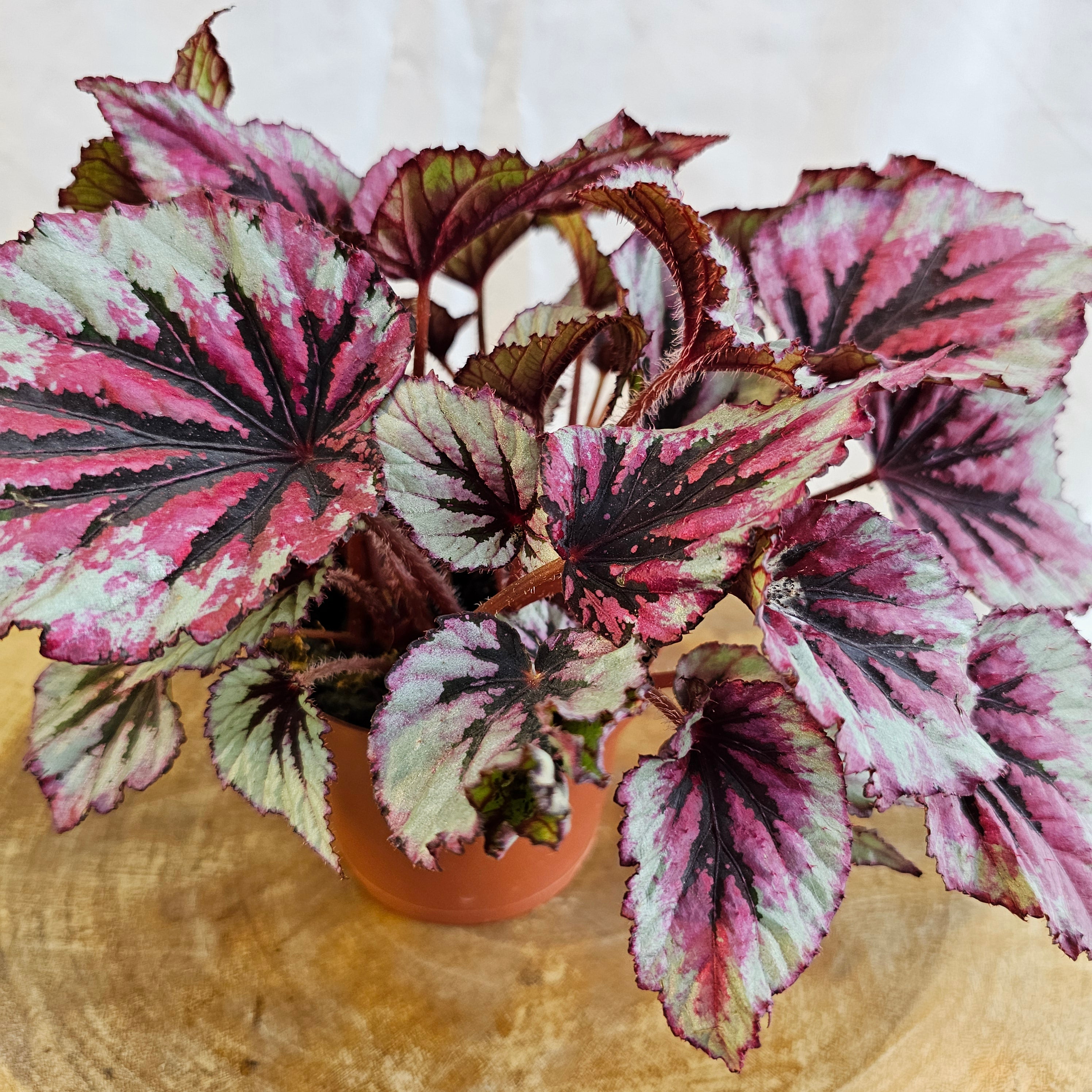 Begonia Leaf Rex / Magic Colours / Lambada