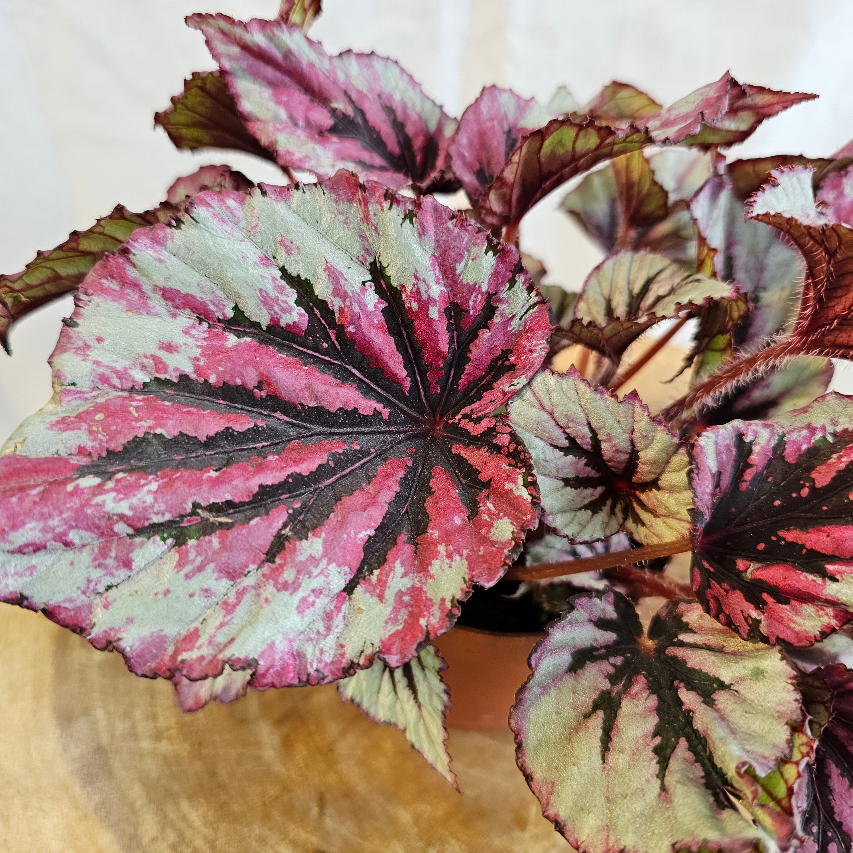 Begonia Leaf Rex / Magic Colours / Lambada