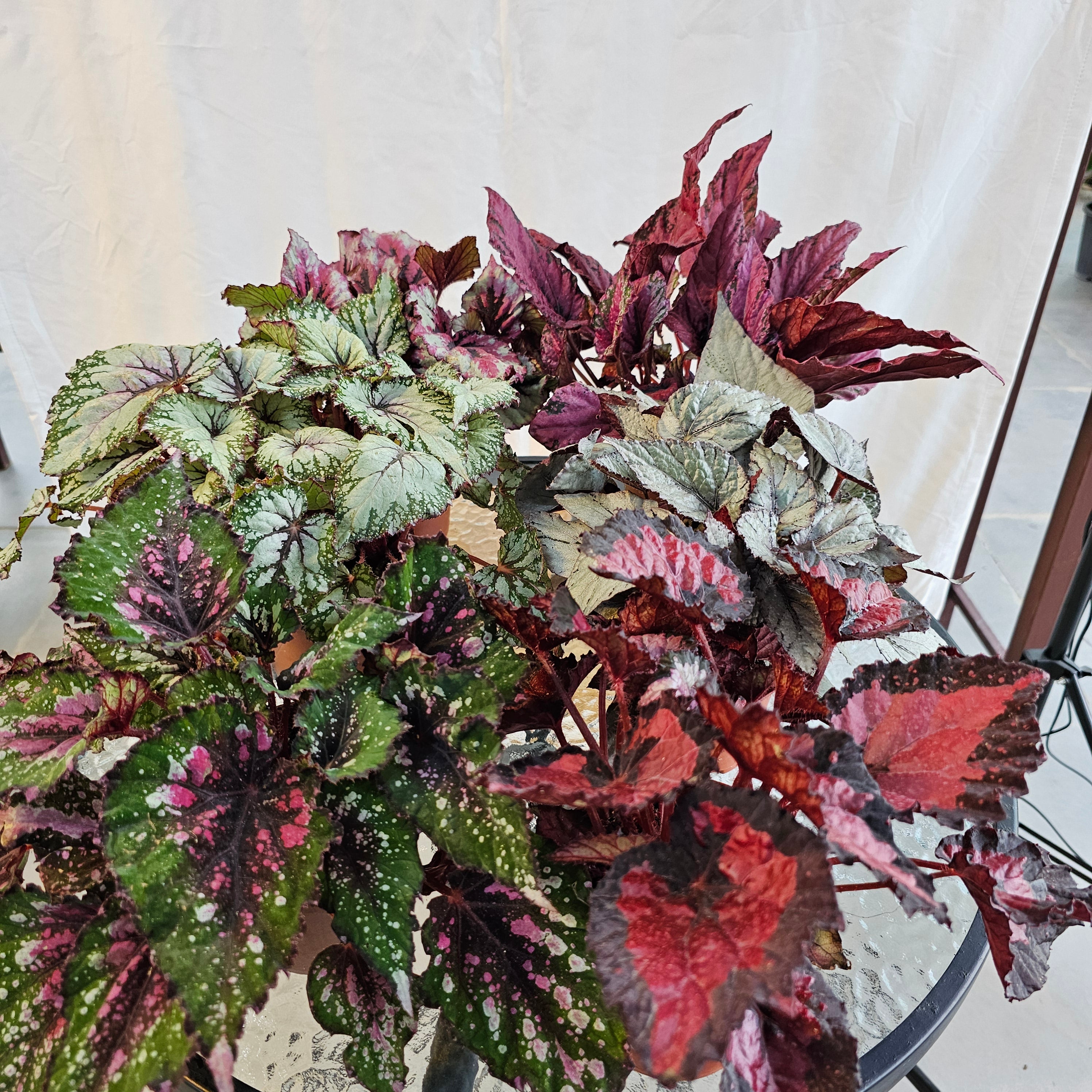 Begonia Leaf Beleaf Mixed / Bundle