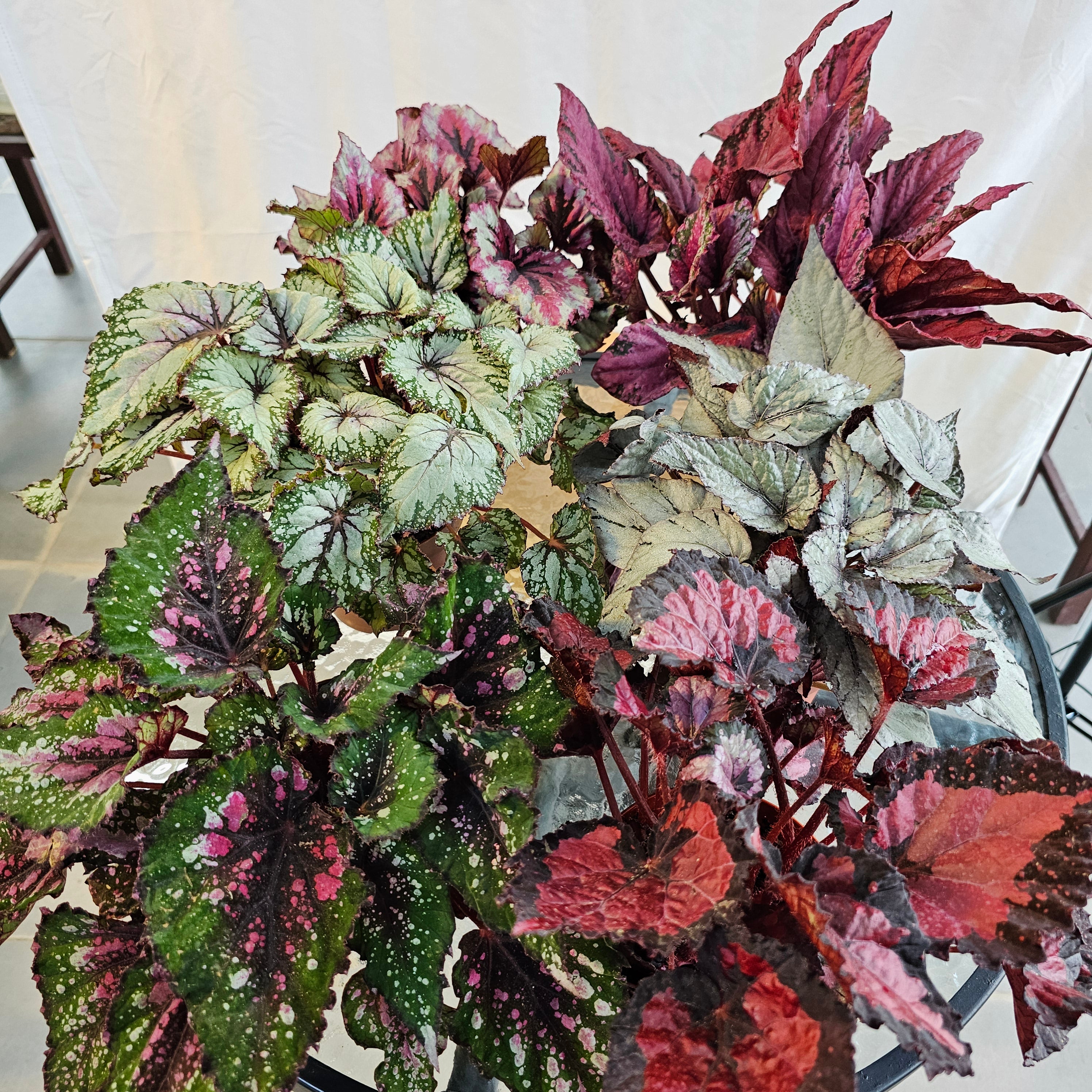 Begonia Leaf Beleaf Mixed / Bundle