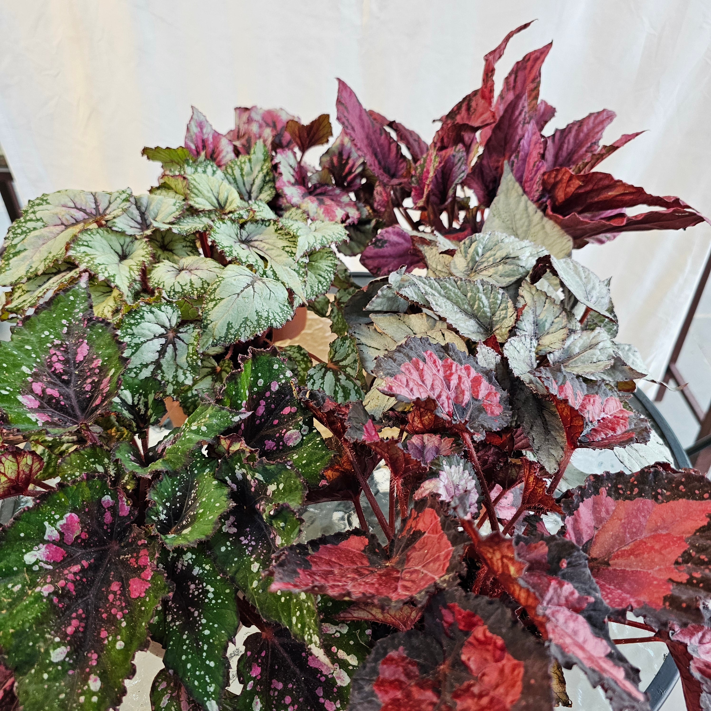 Begonia Leaf Beleaf Mixed / Bundle