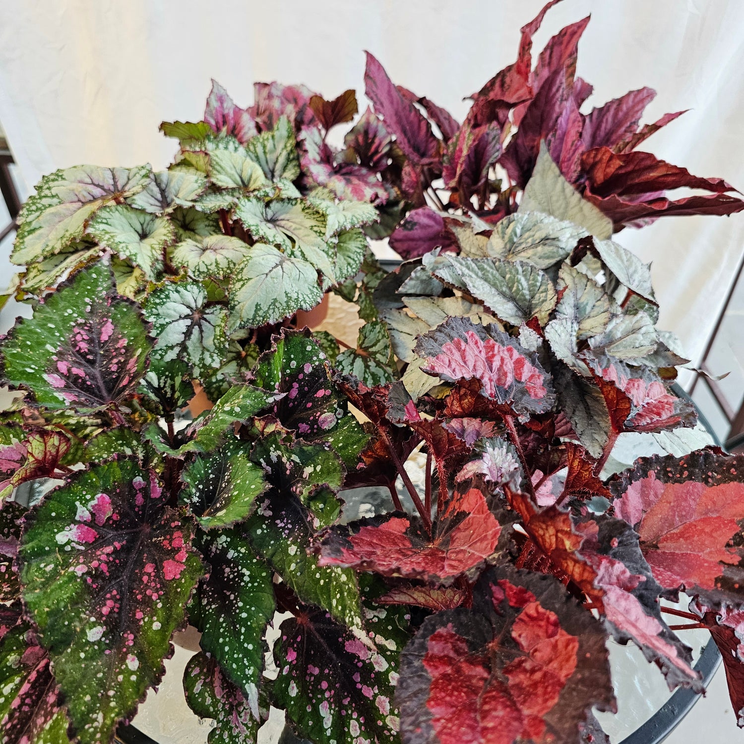 Begonia Leaf Beleaf Mixed / Bundle