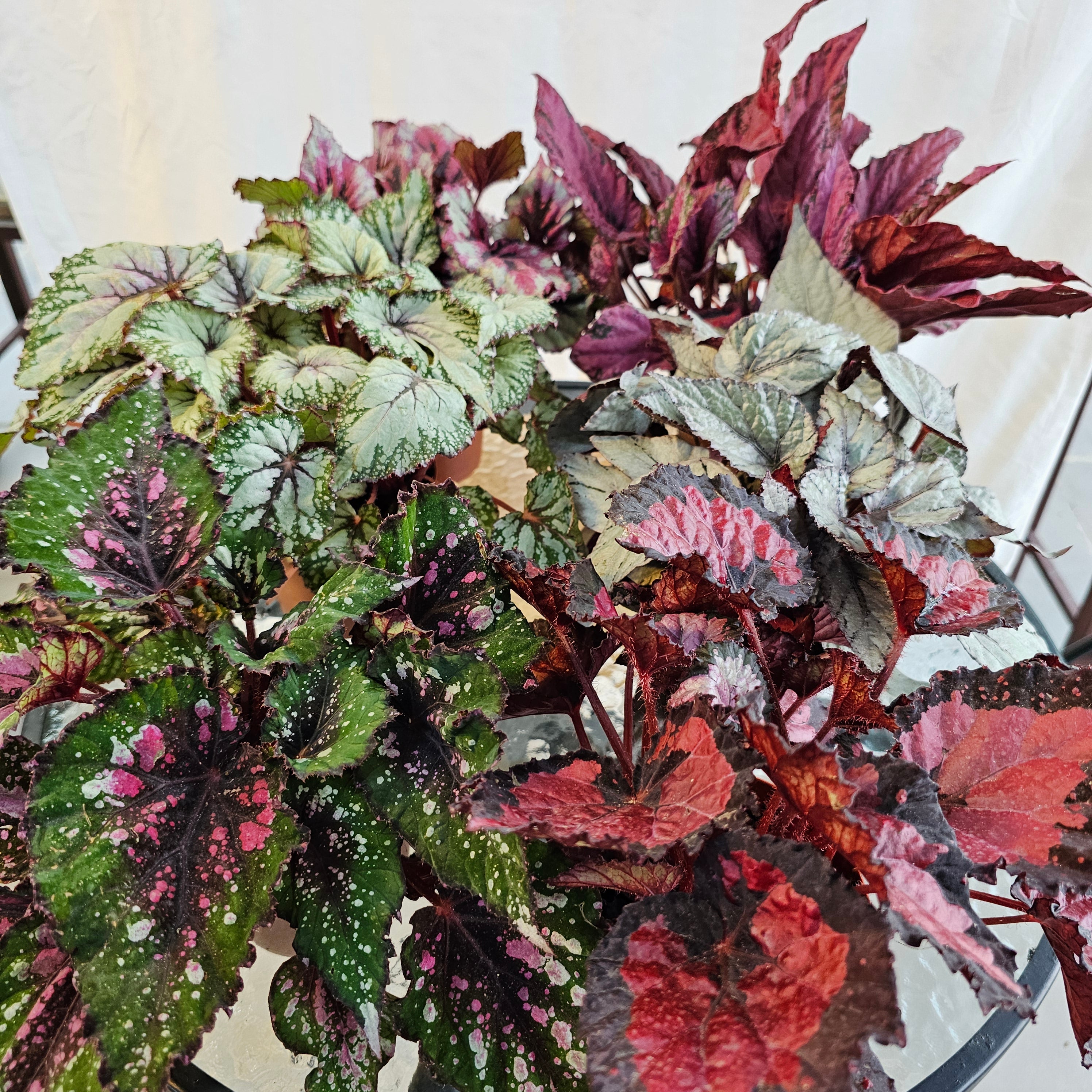 Begonia Leaf Beleaf Mixed / Bundle