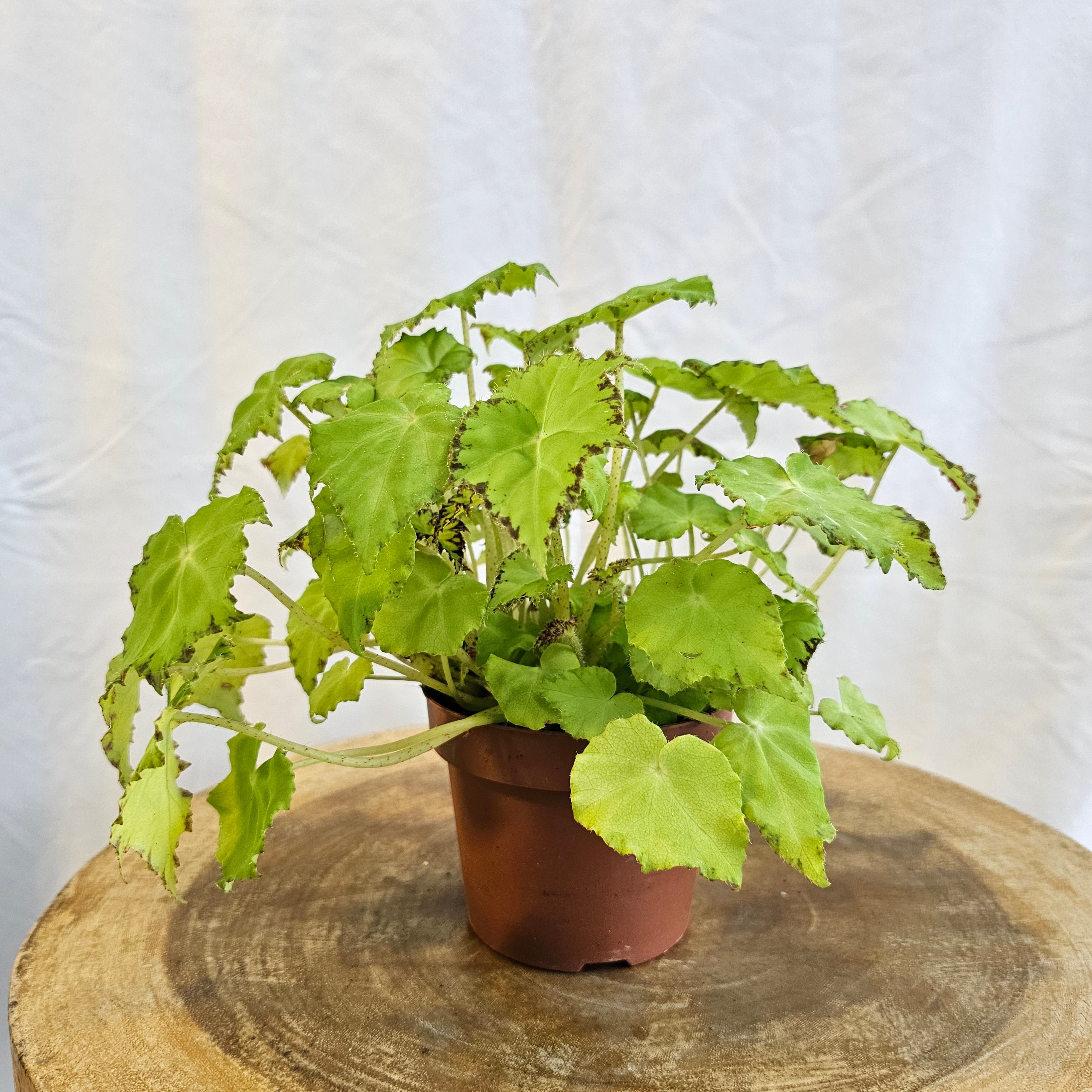 Begonia Leaf / Magic Colours / Jive