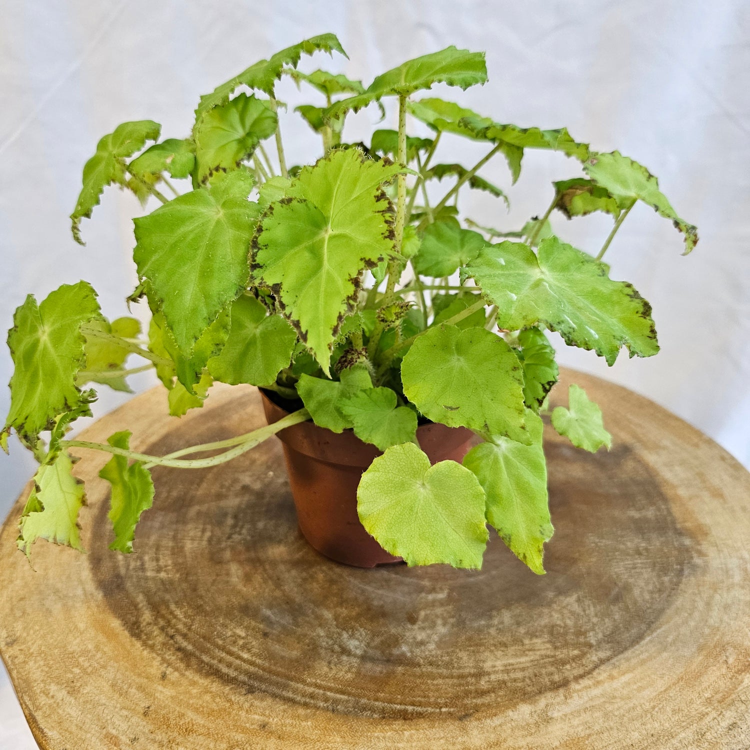 Begonia Leaf / Magic Colours / Jive