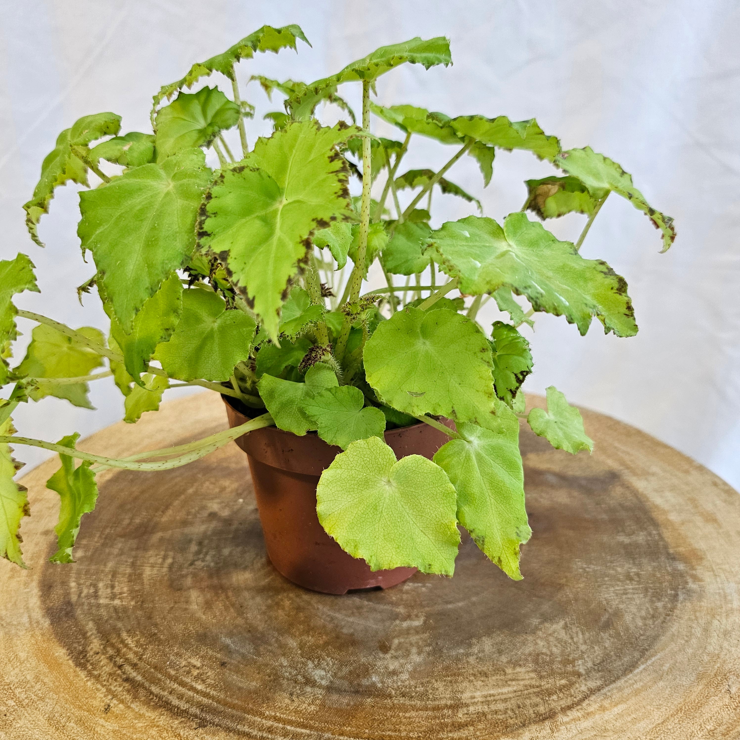 Begonia Leaf / Magic Colours / Jive