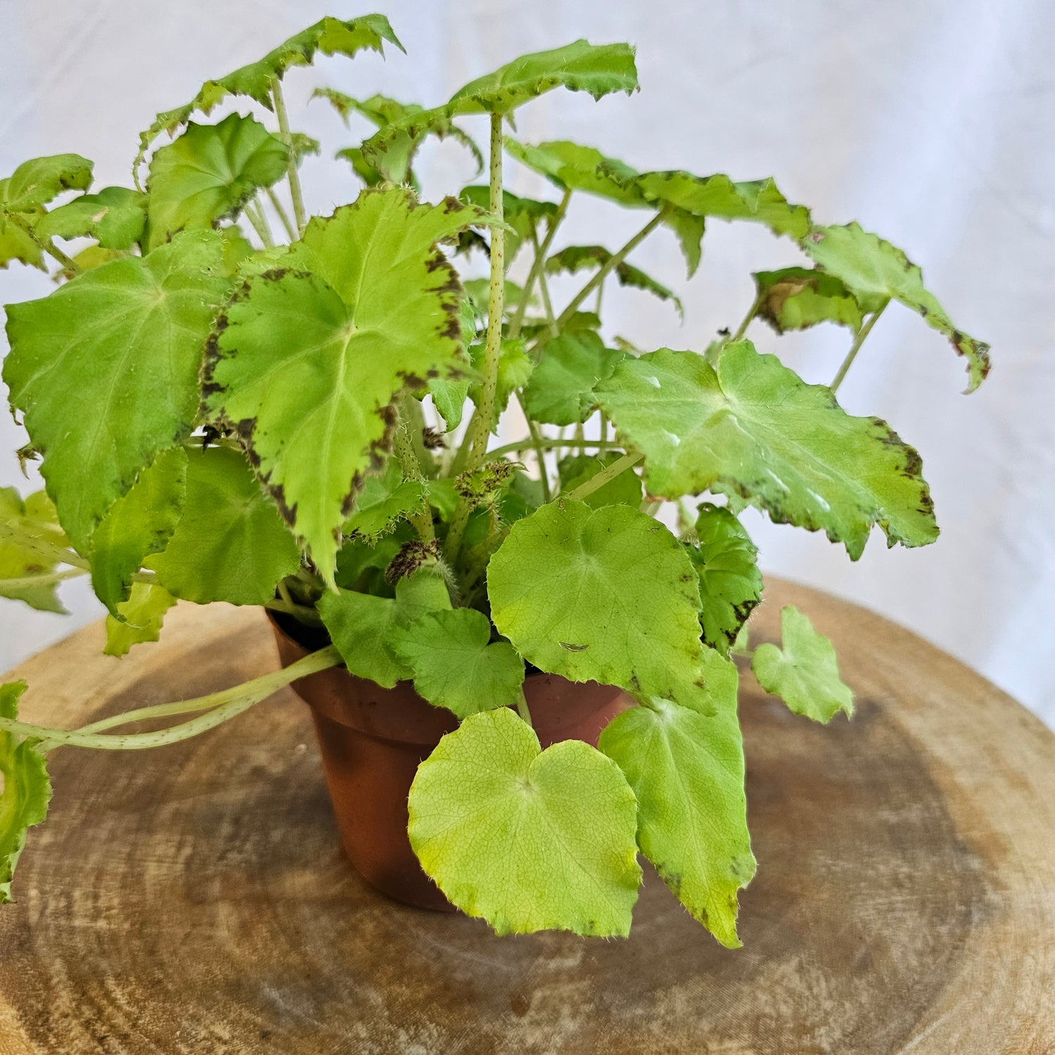 Begonia Leaf / Magic Colours / Jive