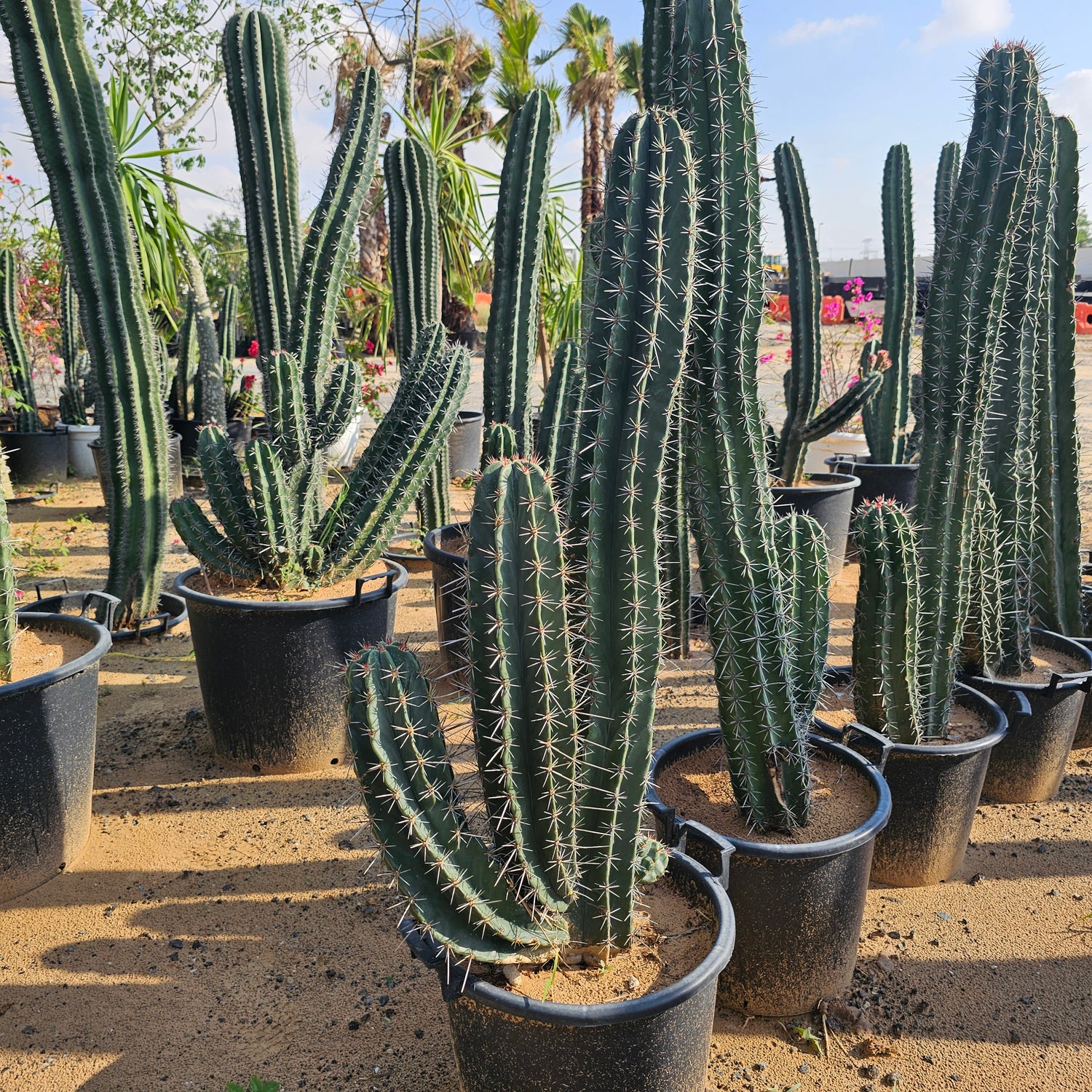 Cactus / Pachycerues Pringlei / Medium