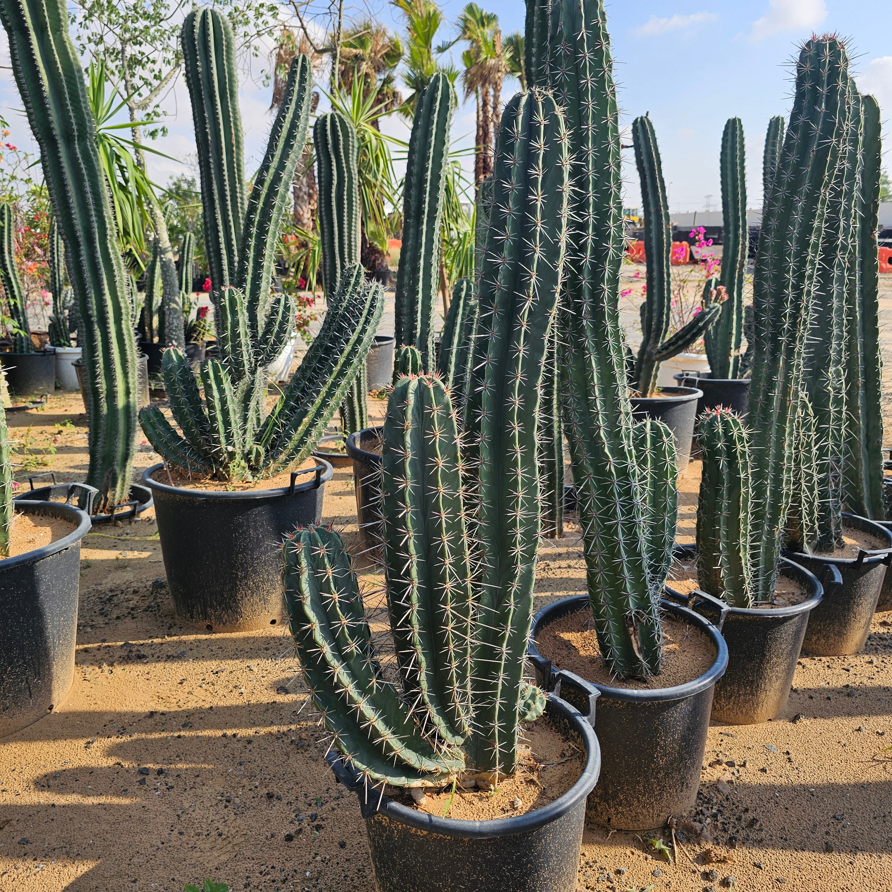 Cactus / Pachycerues Pringlei / Medium