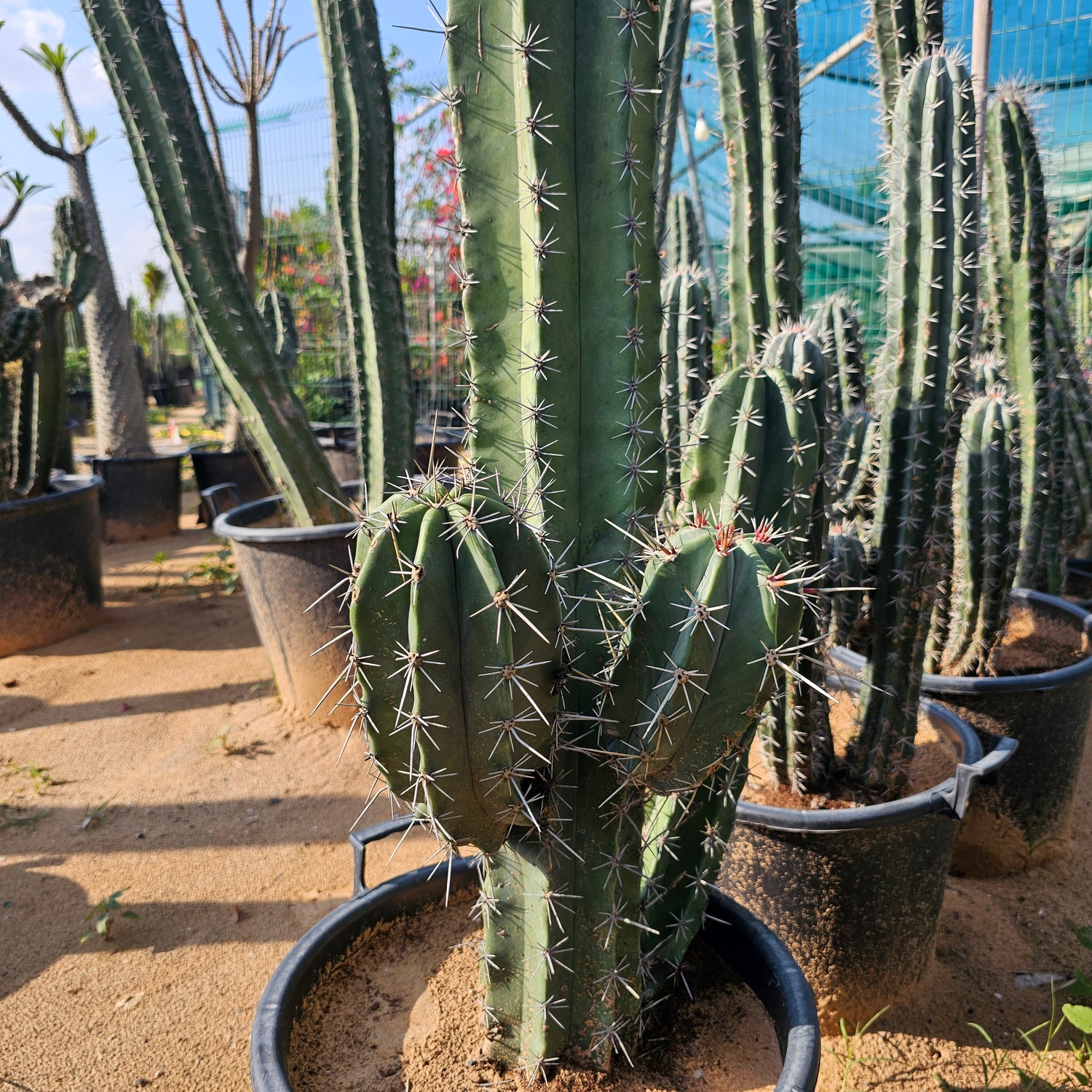 Cactus / Pachycerues Pringlei / Medium